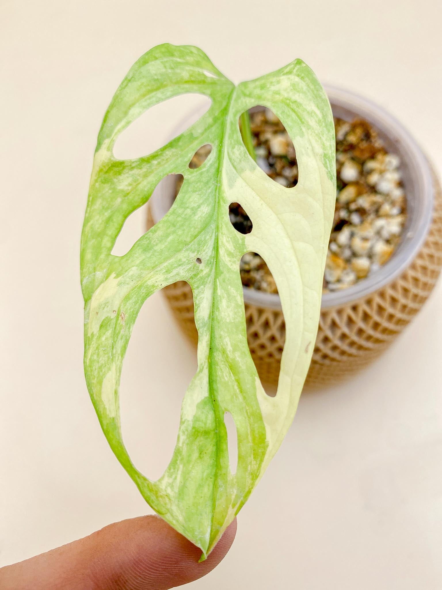 *Monstera Adansonii Aurea Variegated 1 Leaf Multiple Nodes 2 Sprouts Rooted
