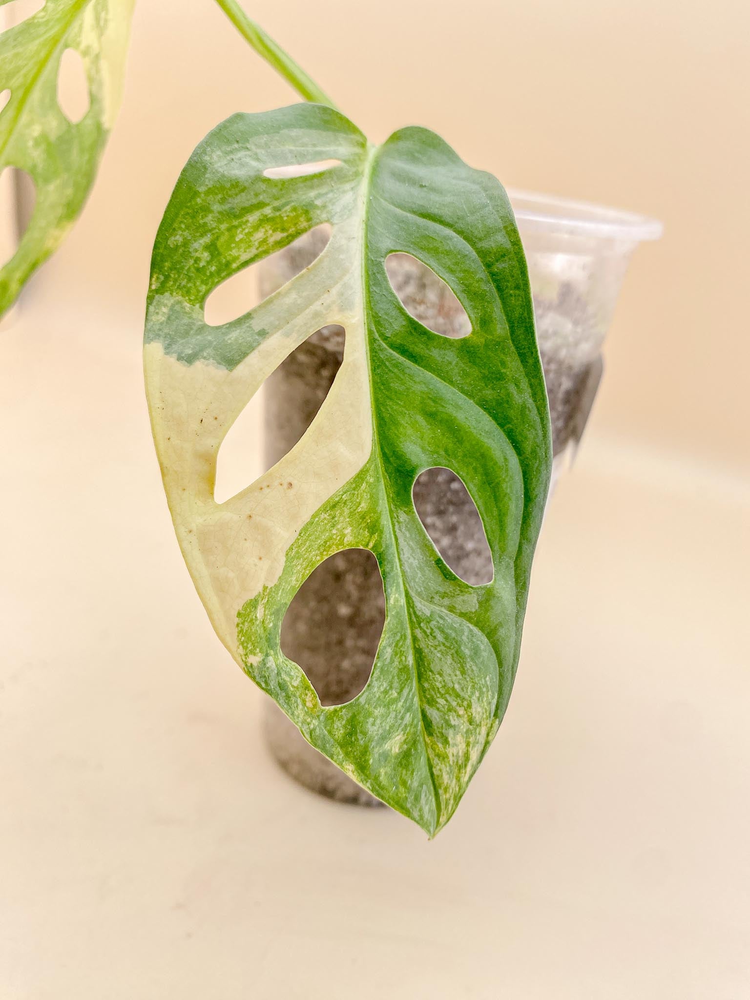 *Monstera Adansonii Aurea Variegated 2 Leaves 2 Nodes Rooted