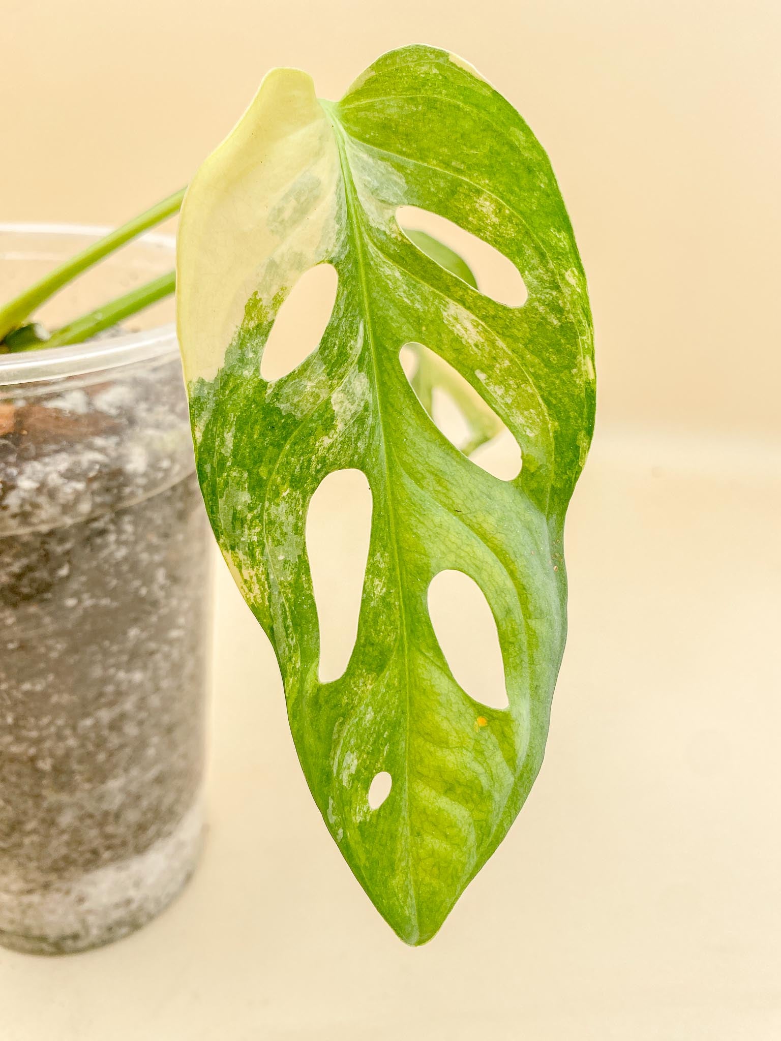 *Monstera Adansonii Aurea Variegated 2 Leaves 2 Nodes Rooted