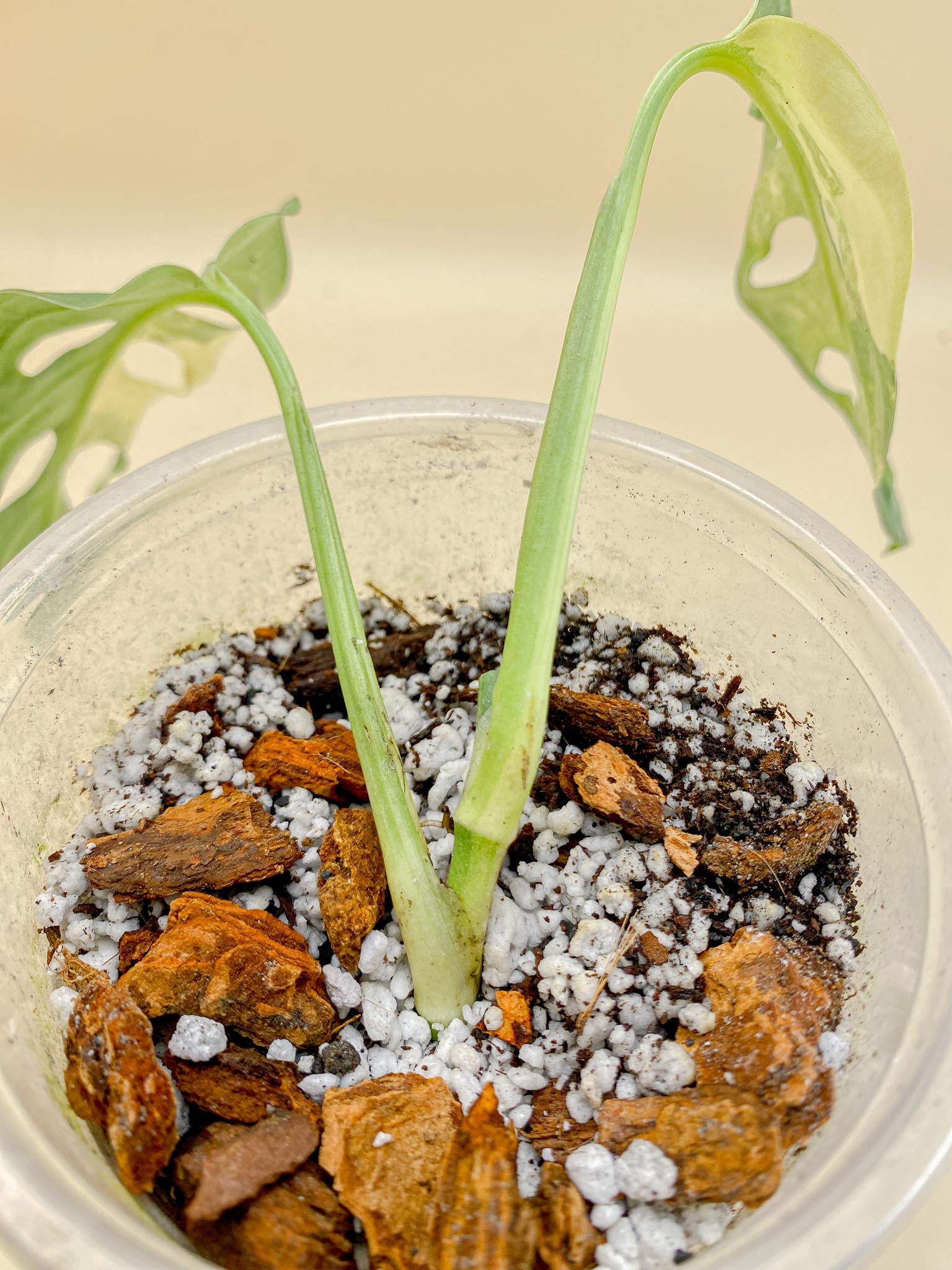 *Monstera Adansonii Aurea Variegated 2 Leaves 2 Nodes Rooted