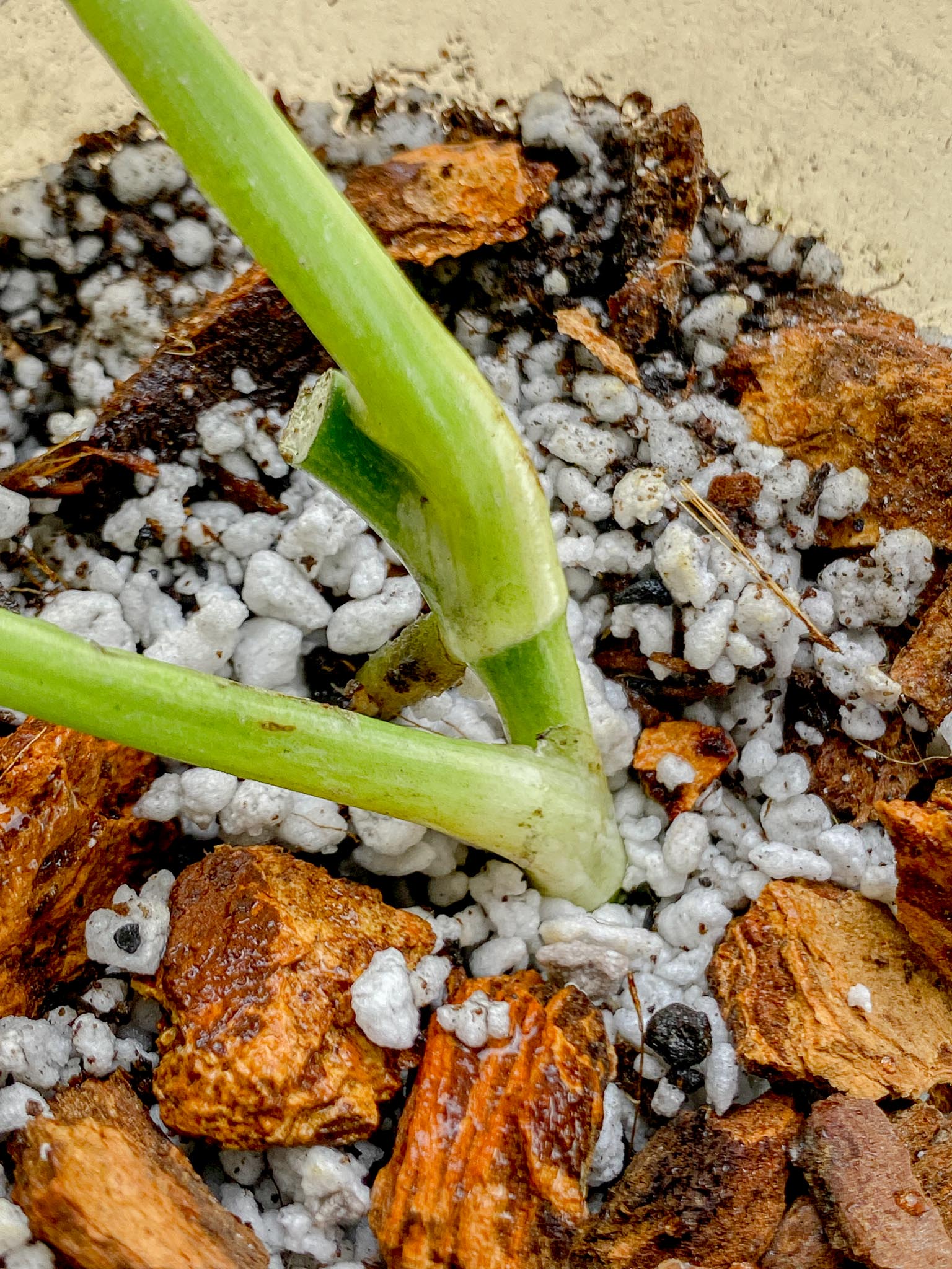 *Monstera Adansonii Aurea Variegated 2 Leaves 2 Nodes Rooted