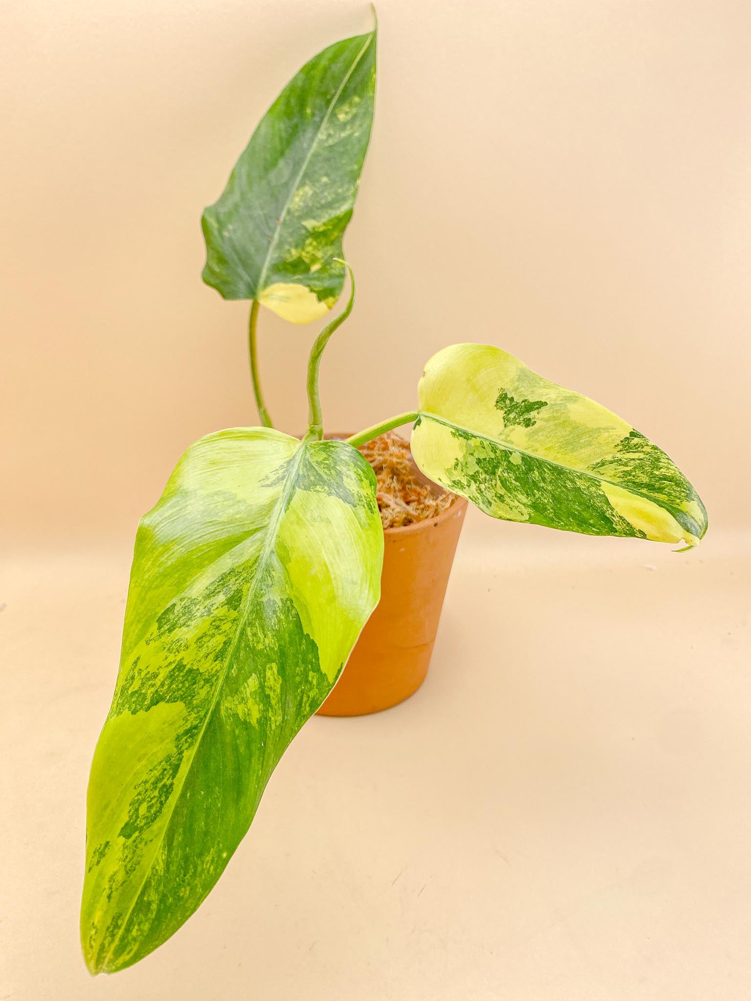 Philodendron Domesticum Variegated 3 Leaves Multiple Nodes 1 Sprout top cutting