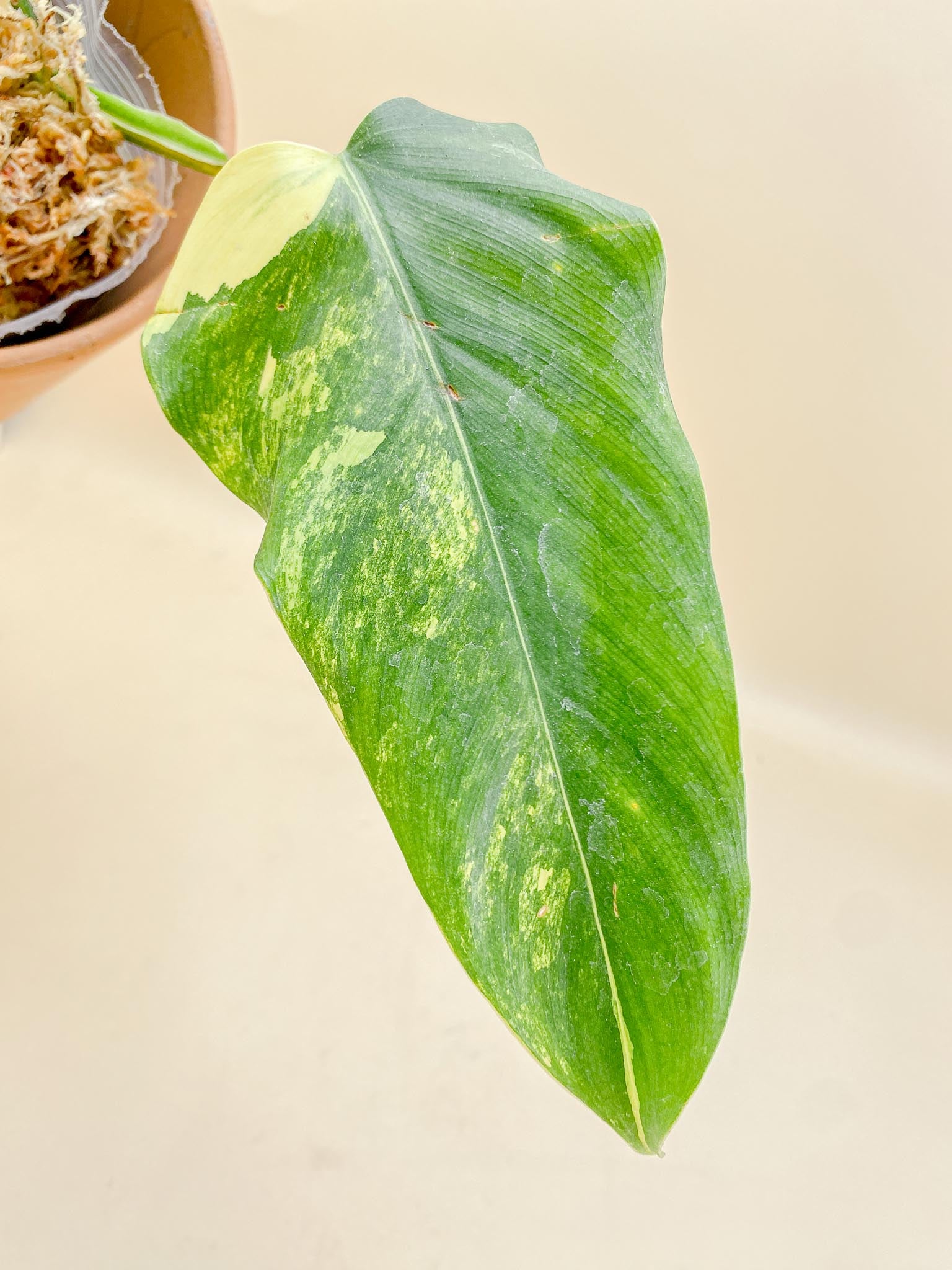 Philodendron Domesticum Variegated 3 Leaves Multiple Nodes 1 Sprout top cutting