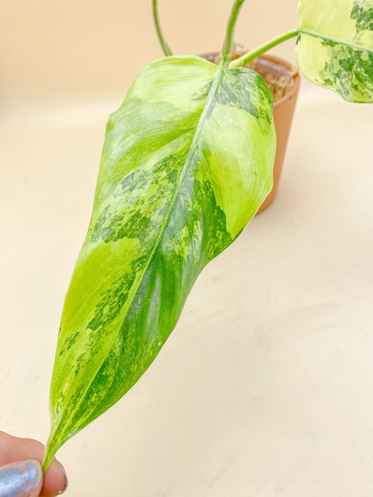 Philodendron Domesticum Variegated 3 Leaves Multiple Nodes 1 Sprout top cutting