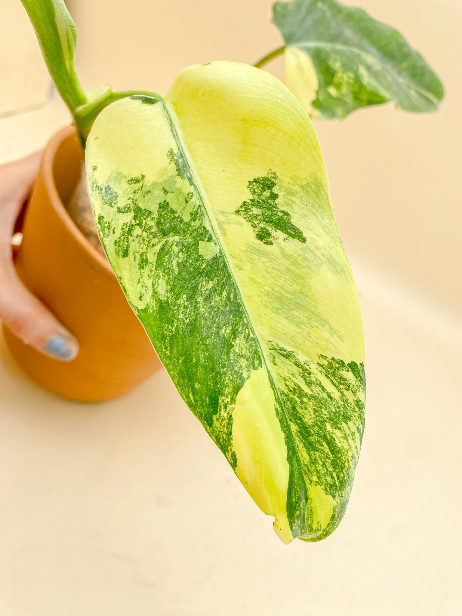 Philodendron Domesticum Variegated 3 Leaves Multiple Nodes 1 Sprout top cutting
