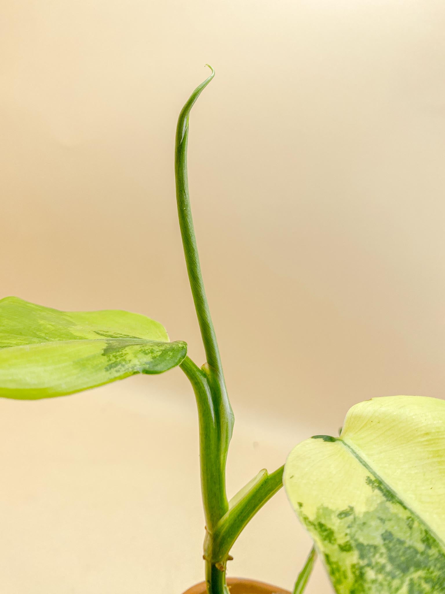 Philodendron Domesticum Variegated 3 Leaves Multiple Nodes 1 Sprout top cutting