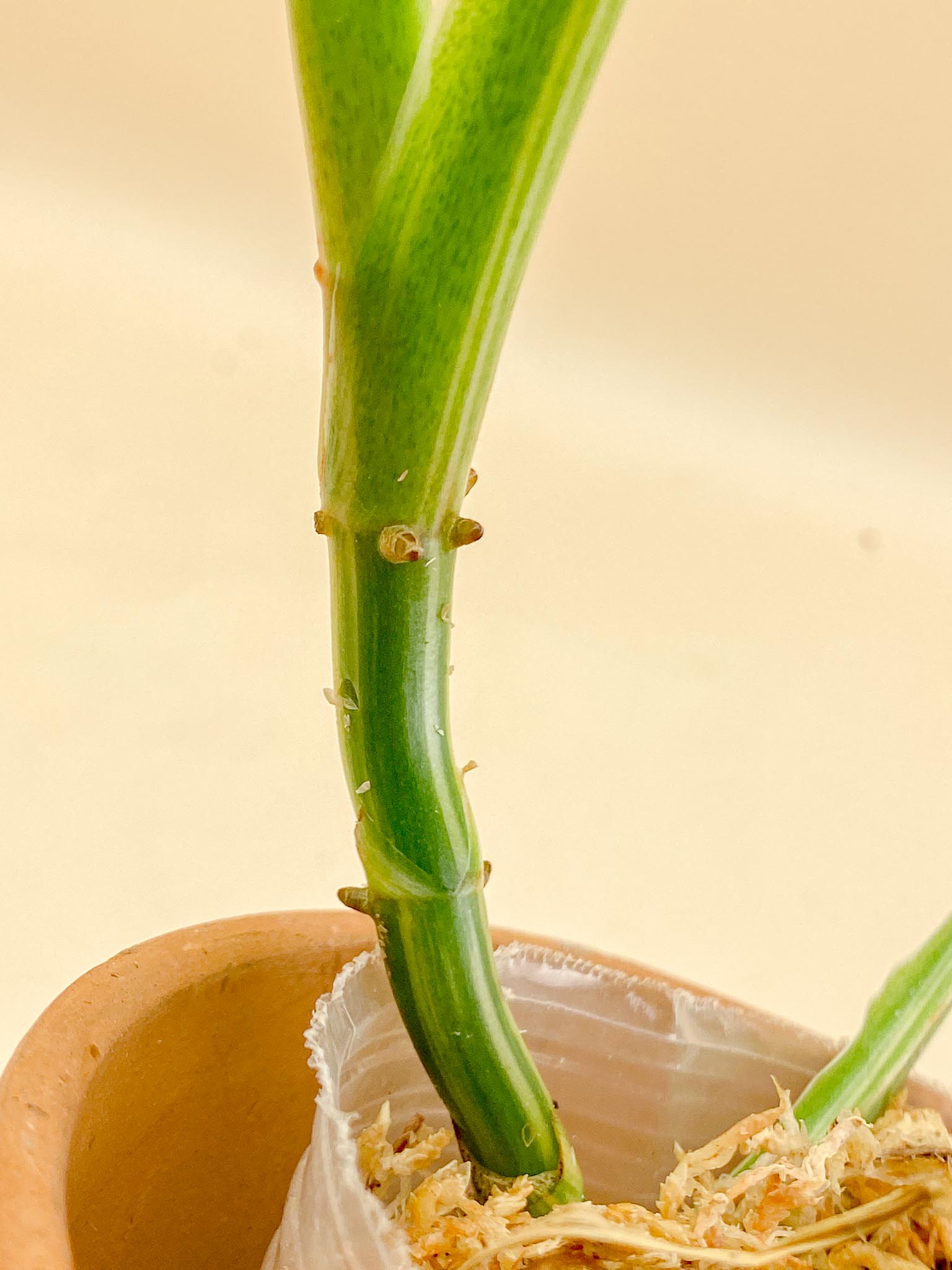 Philodendron Domesticum Variegated 3 Leaves Multiple Nodes 1 Sprout top cutting
