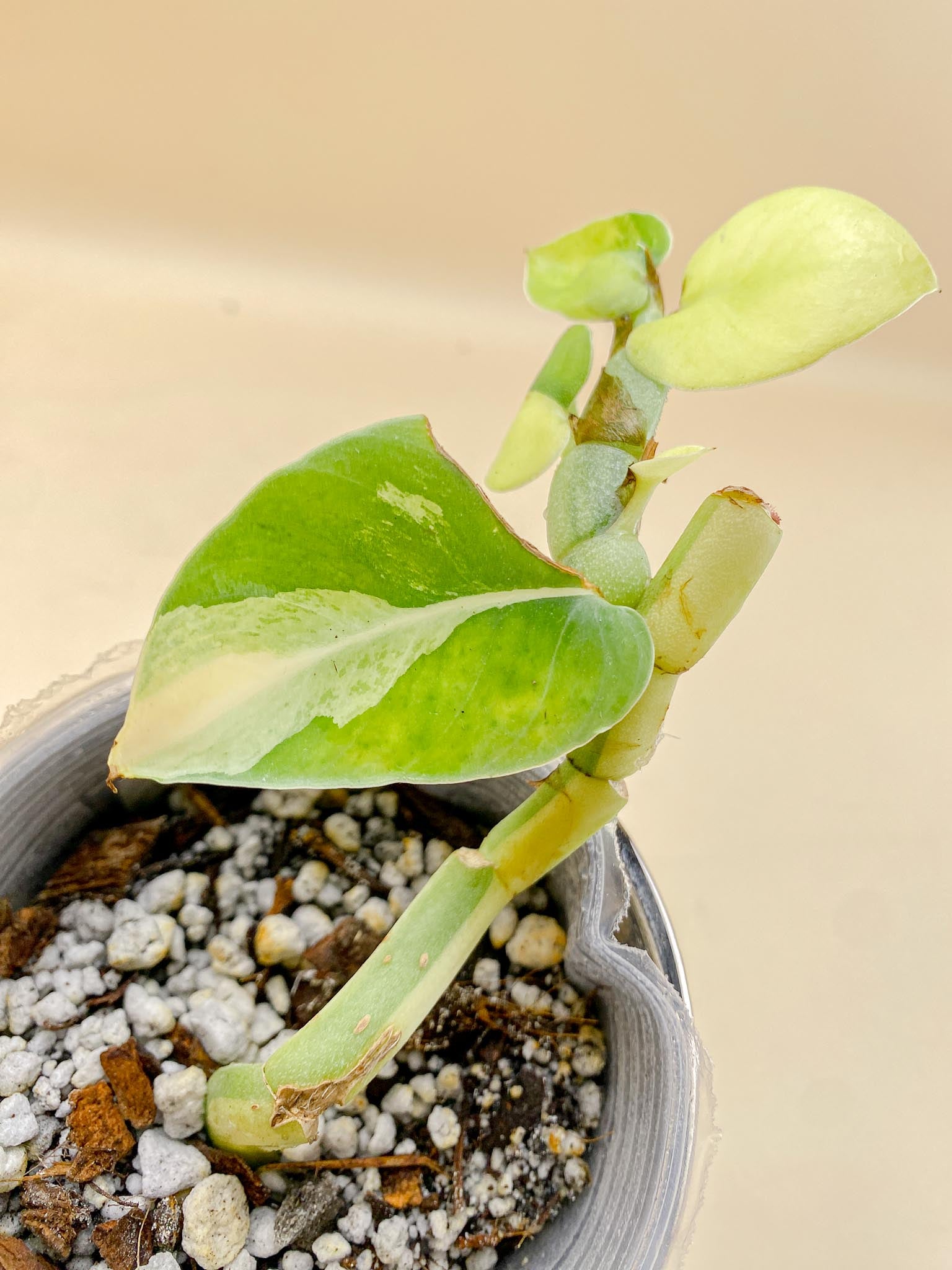 Rhaphidophora Honkongensis aurea Variegated Multiple leaves Multiple Nodes Rooted