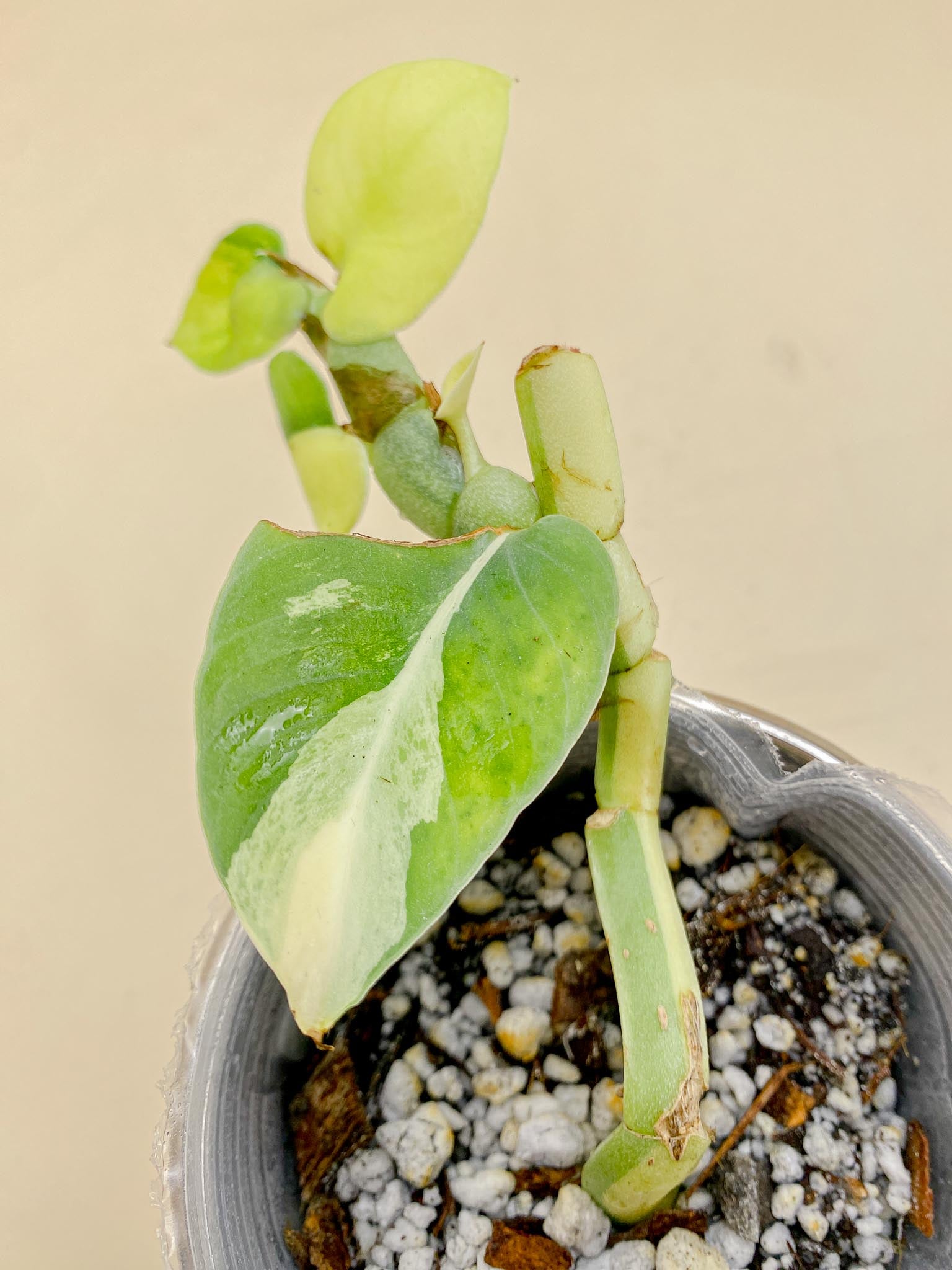 Rhaphidophora Honkongensis aurea Variegated Multiple leaves Multiple Nodes Rooted