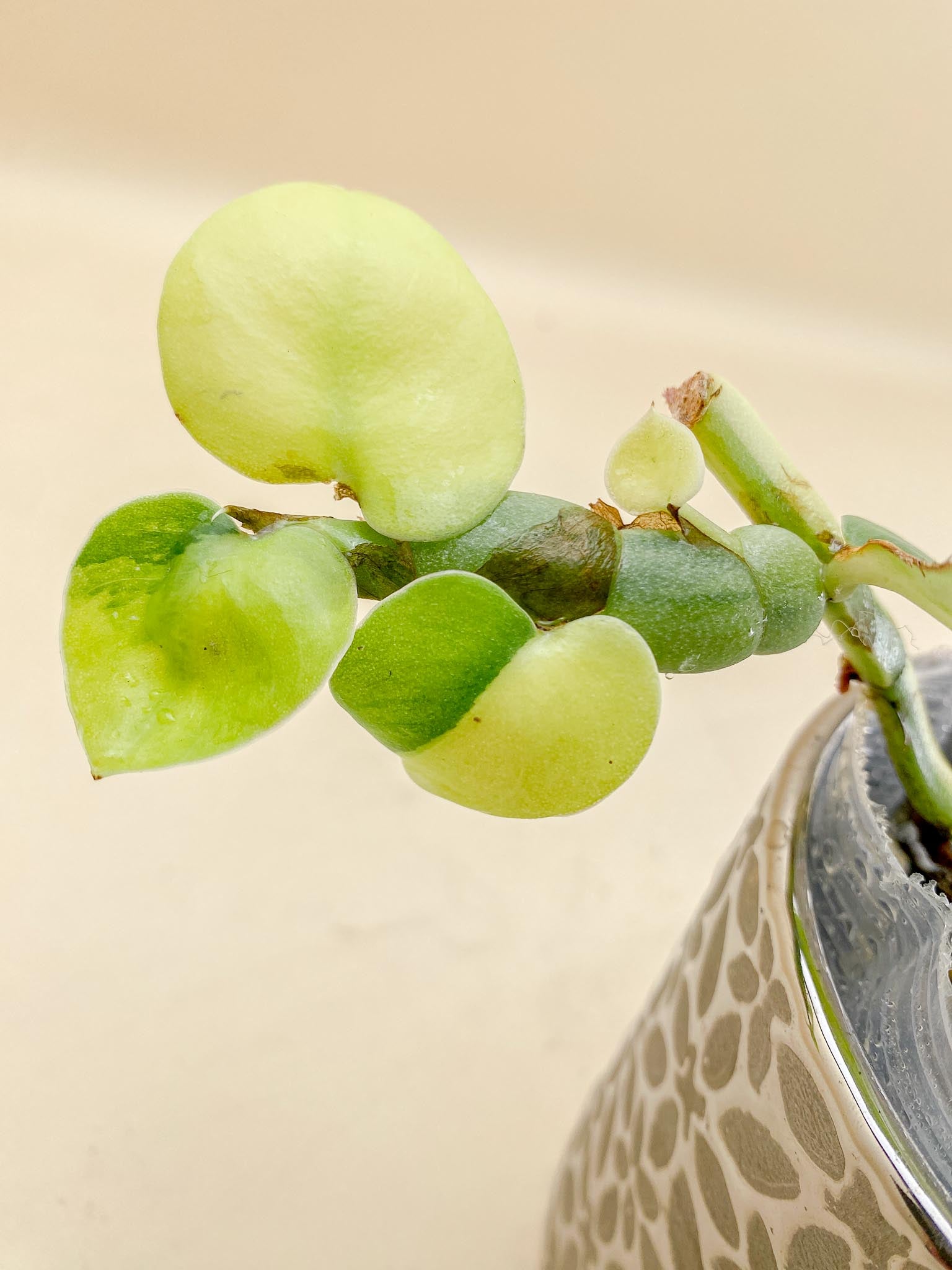 Rhaphidophora Honkongensis aurea Variegated Multiple leaves Multiple Nodes Rooted