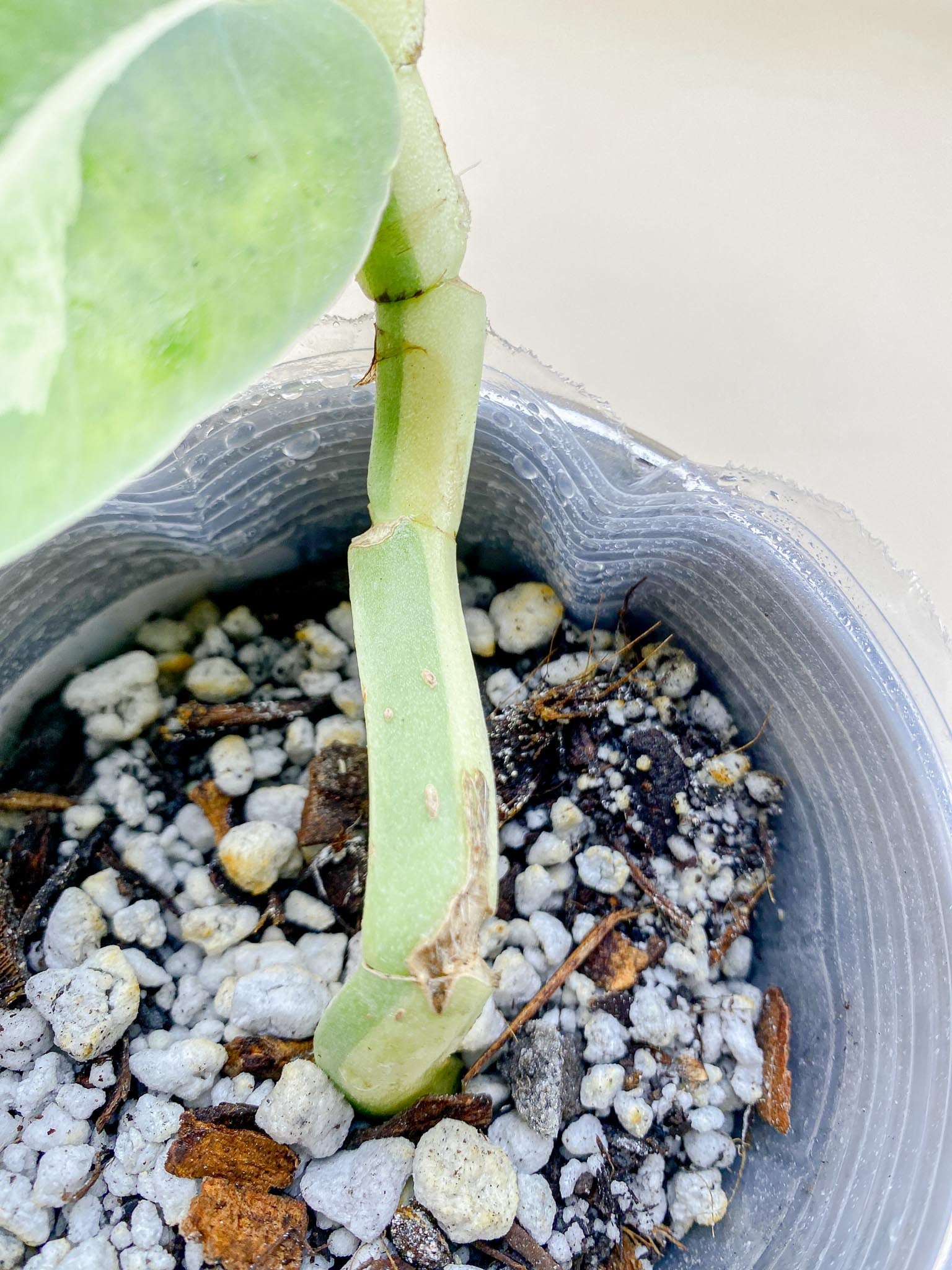 Rhaphidophora Honkongensis aurea Variegated Multiple leaves Multiple Nodes Rooted