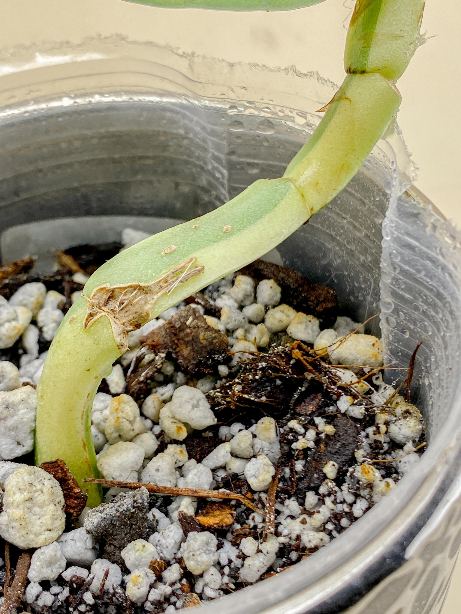 Rhaphidophora Honkongensis aurea Variegated Multiple leaves Multiple Nodes Rooted