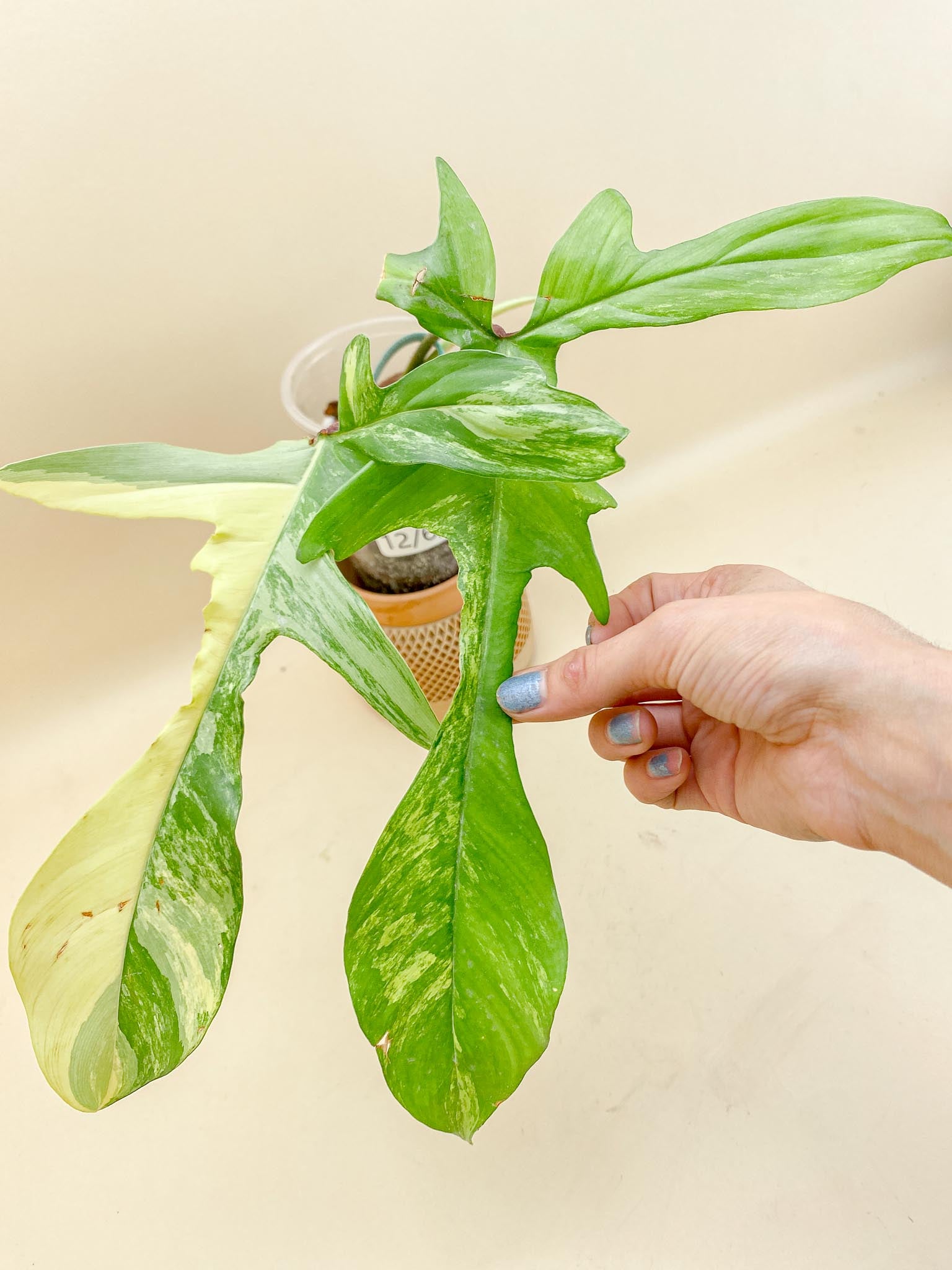 Philodendron Florida beauty Variegated 2 Leaves Multiple Nodes 1 Sprout Rooted