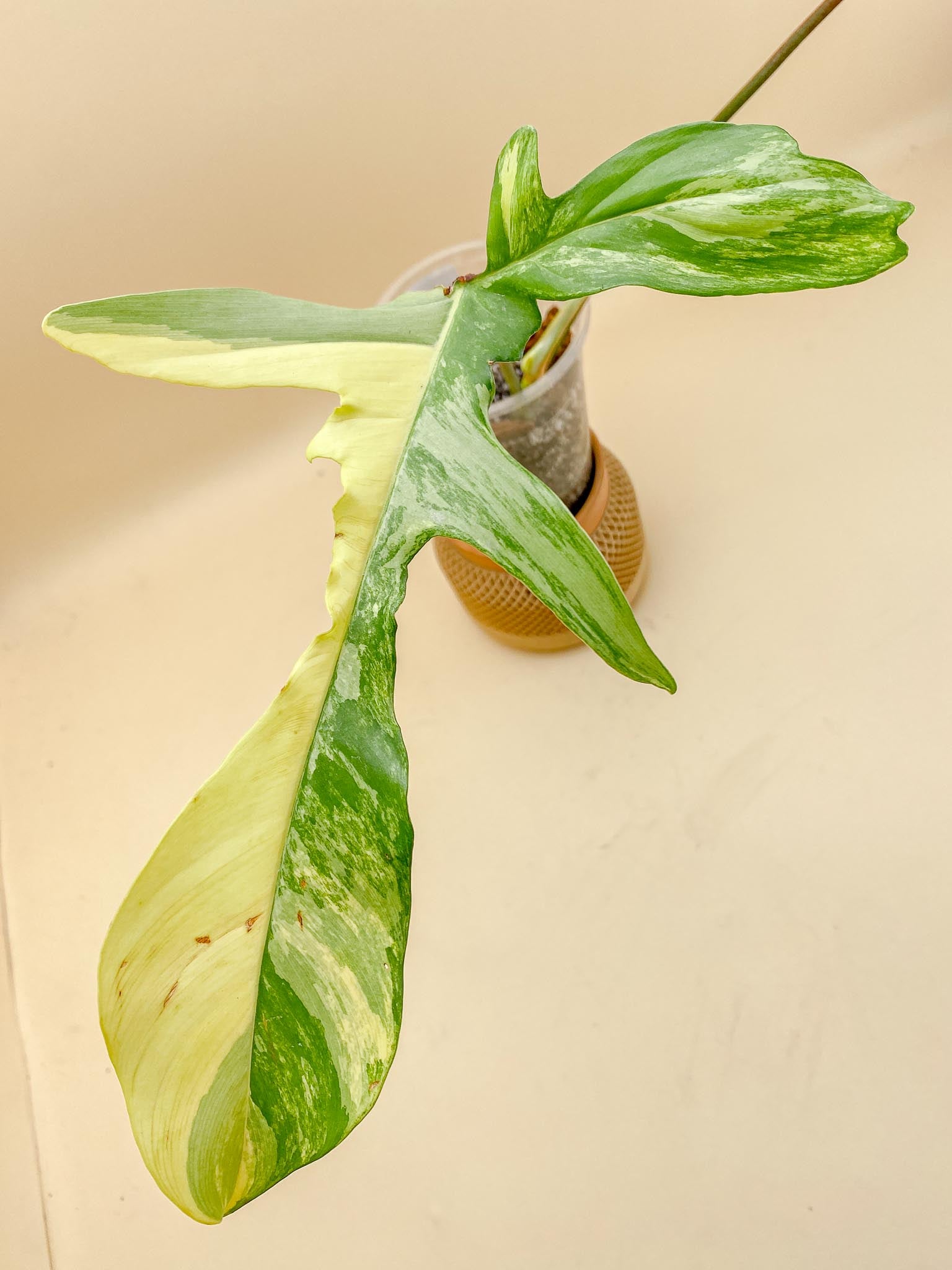 Philodendron Florida beauty Variegated 2 Leaves Multiple Nodes 1 Sprout Rooted