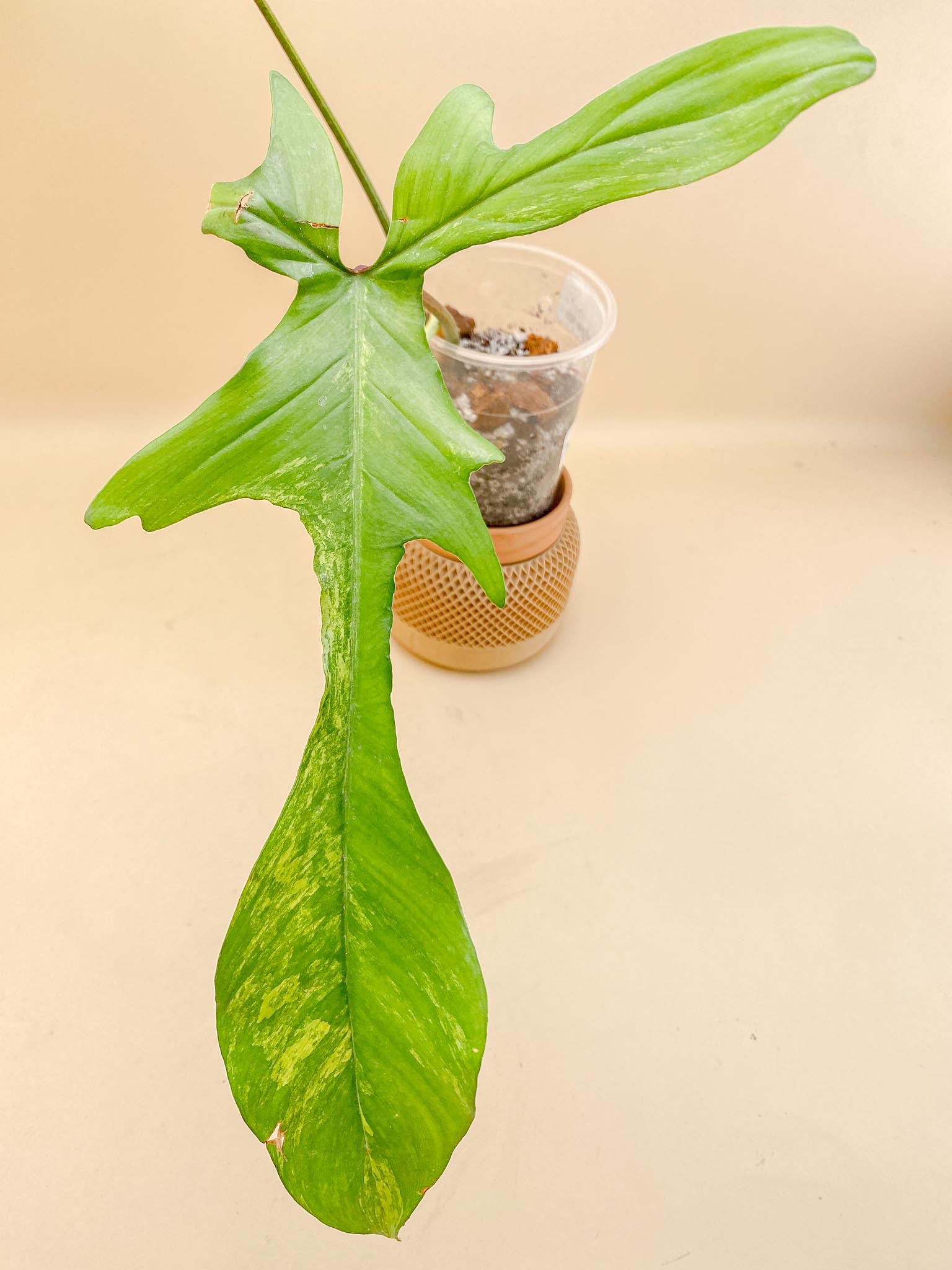 Philodendron Florida beauty Variegated 2 Leaves Multiple Nodes 1 Sprout Rooted