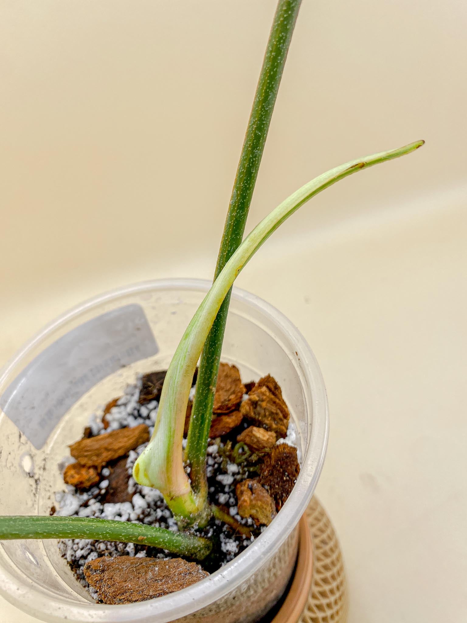 Philodendron Florida beauty Variegated 2 Leaves Multiple Nodes 1 Sprout Rooted