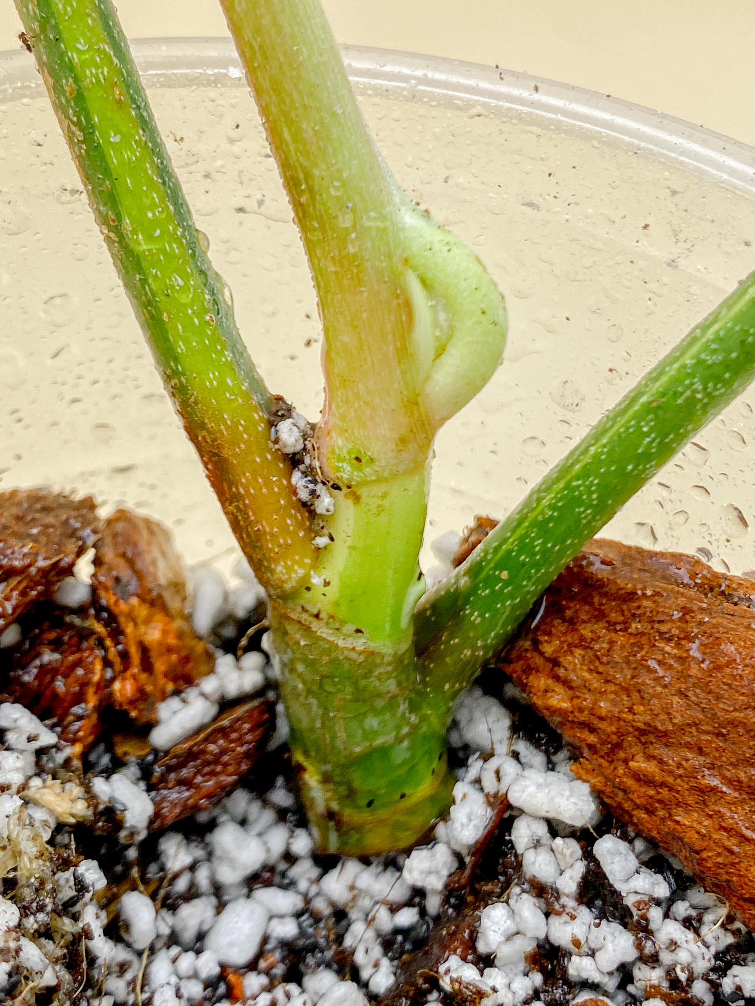 Philodendron Florida beauty Variegated 2 Leaves Multiple Nodes 1 Sprout Rooted