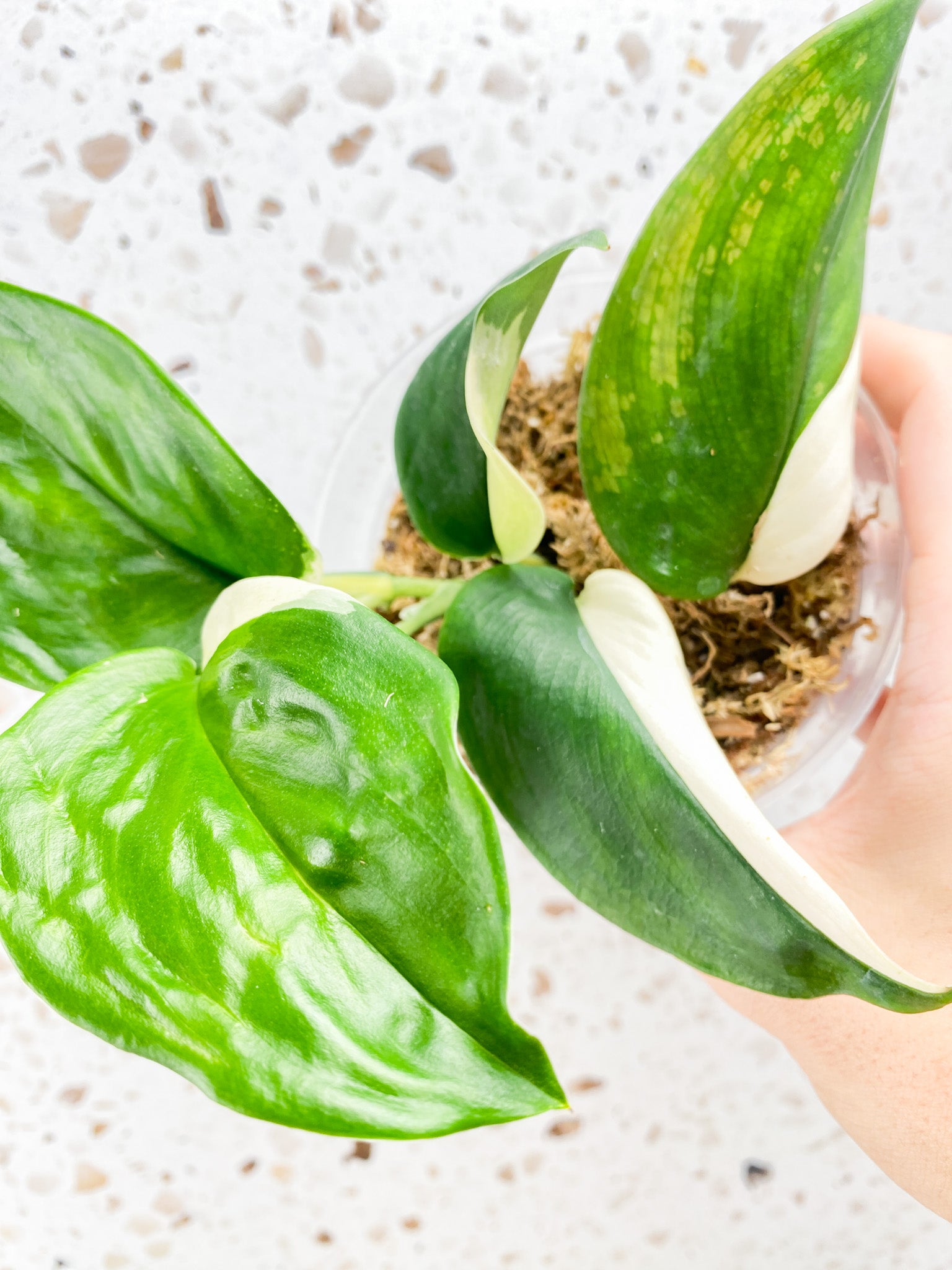 Scindapsus Moonlight Variegated multiple leaf top cutting