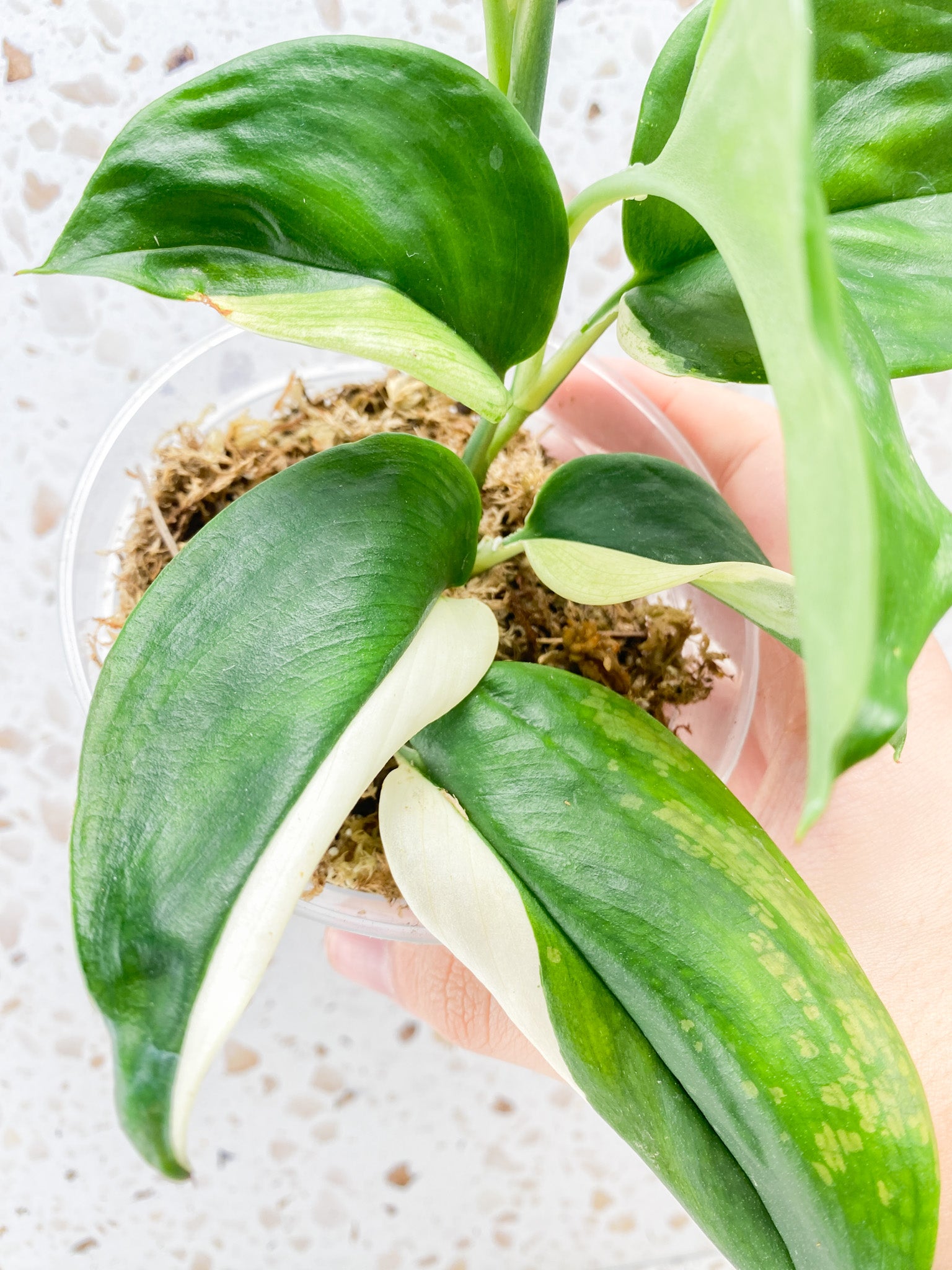 Scindapsus Moonlight Variegated multiple leaf top cutting