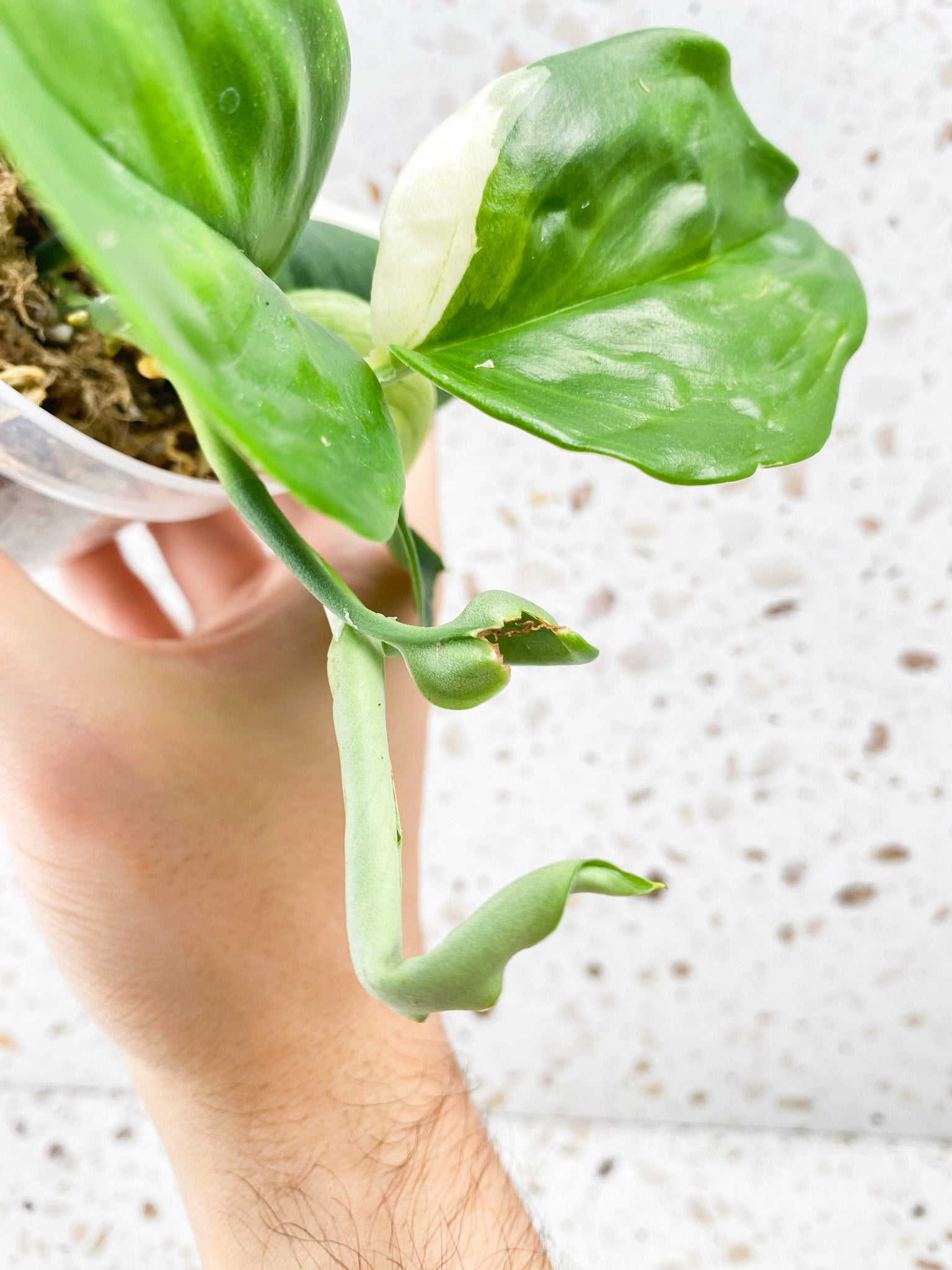 Scindapsus Moonlight Variegated multiple leaf top cutting