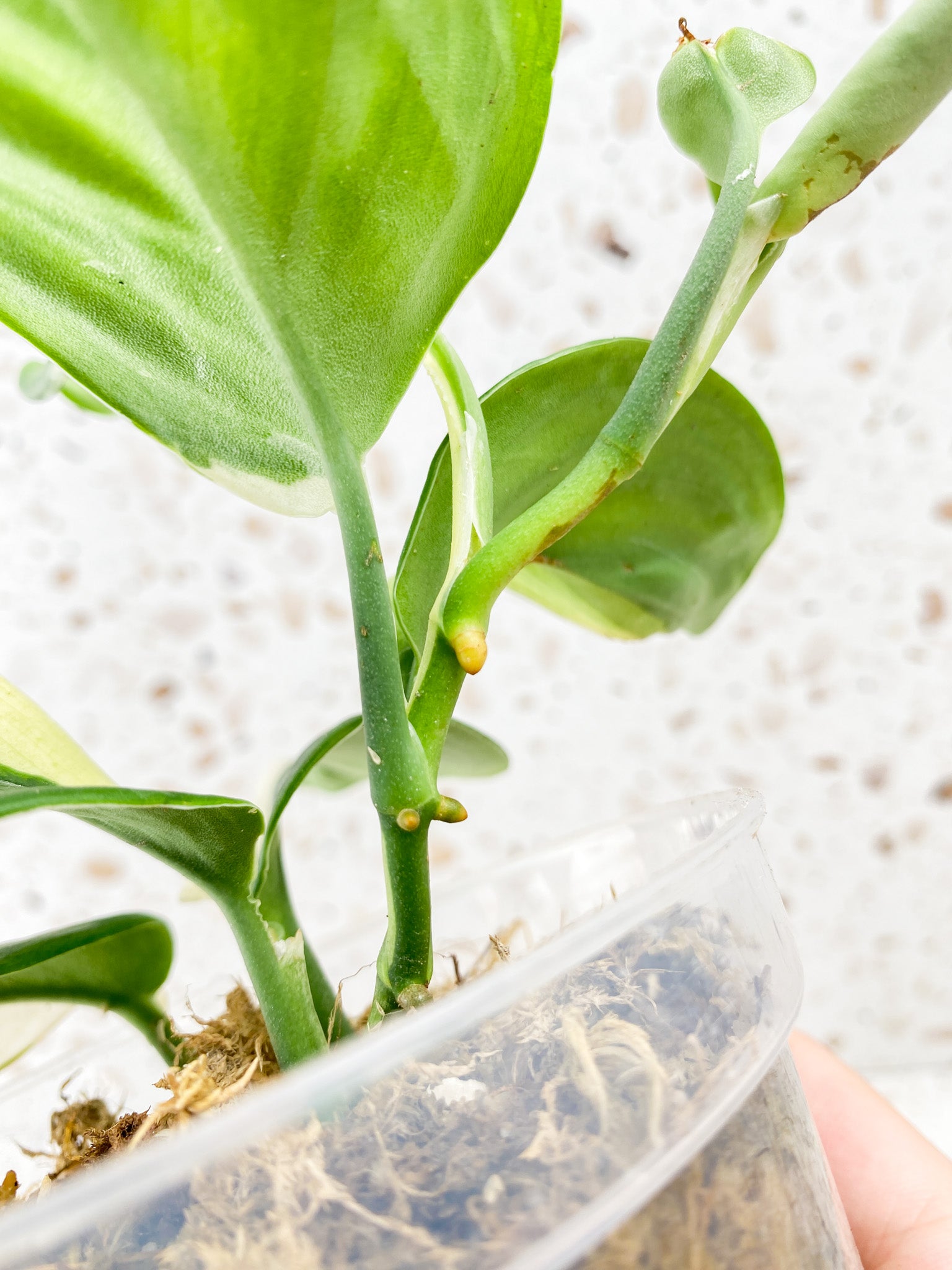 Scindapsus Moonlight Variegated multiple leaf top cutting