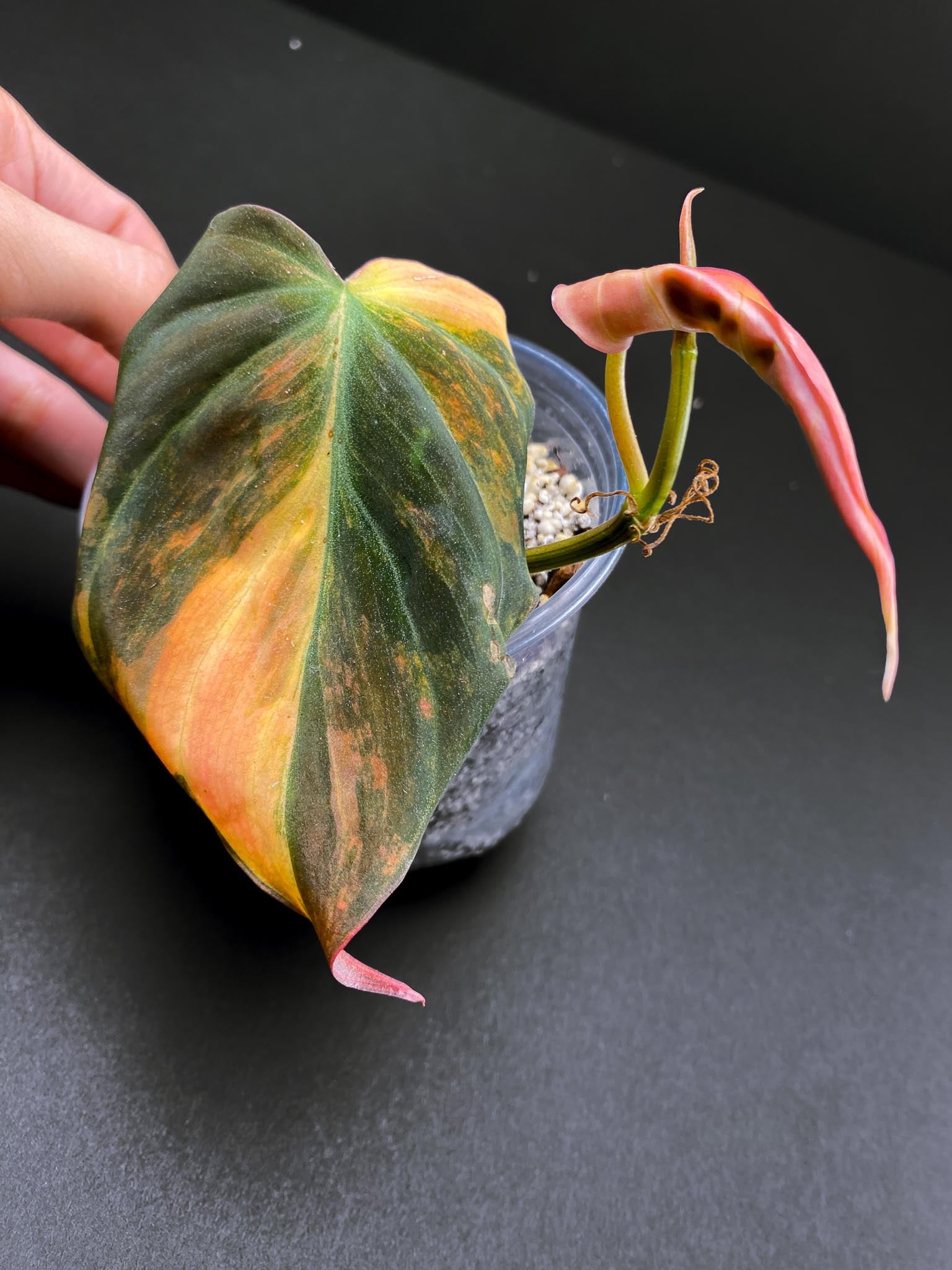 Philodendron Micans Variegated 2 Leaves 3 Nodes 1 Sprout