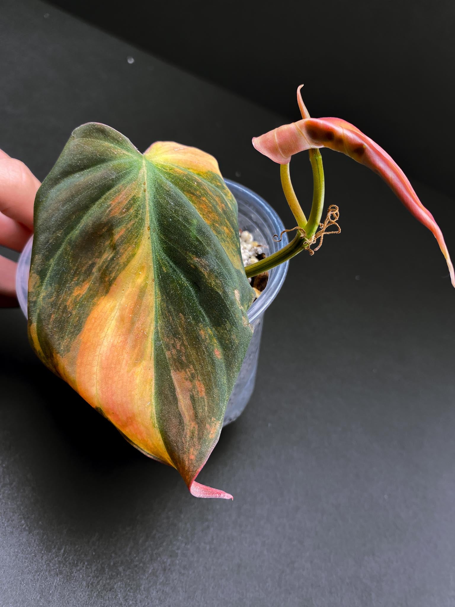 Philodendron Micans Variegated 2 Leaves 3 Nodes 1 Sprout