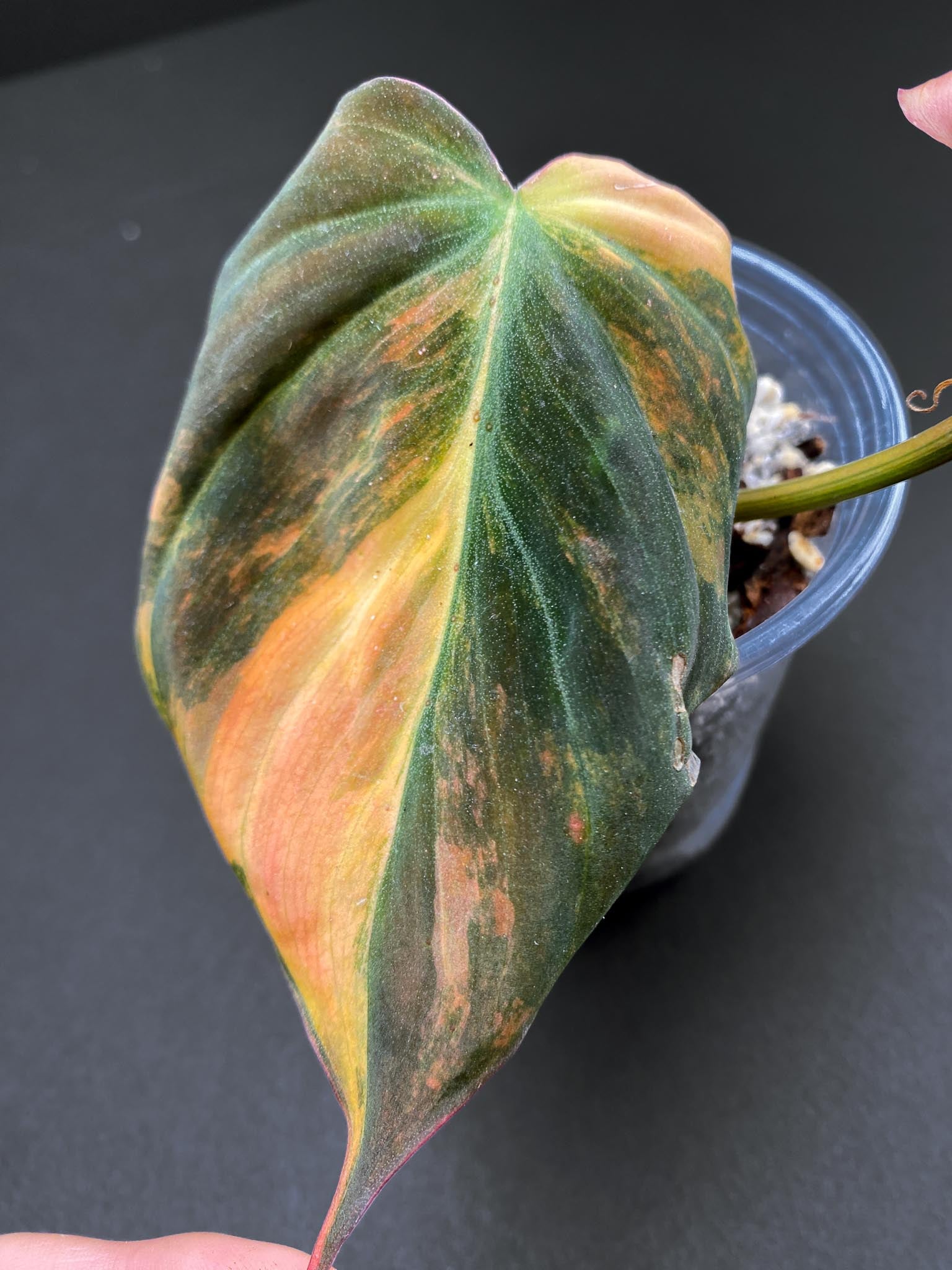 Philodendron Micans Variegated 2 Leaves 3 Nodes 1 Sprout