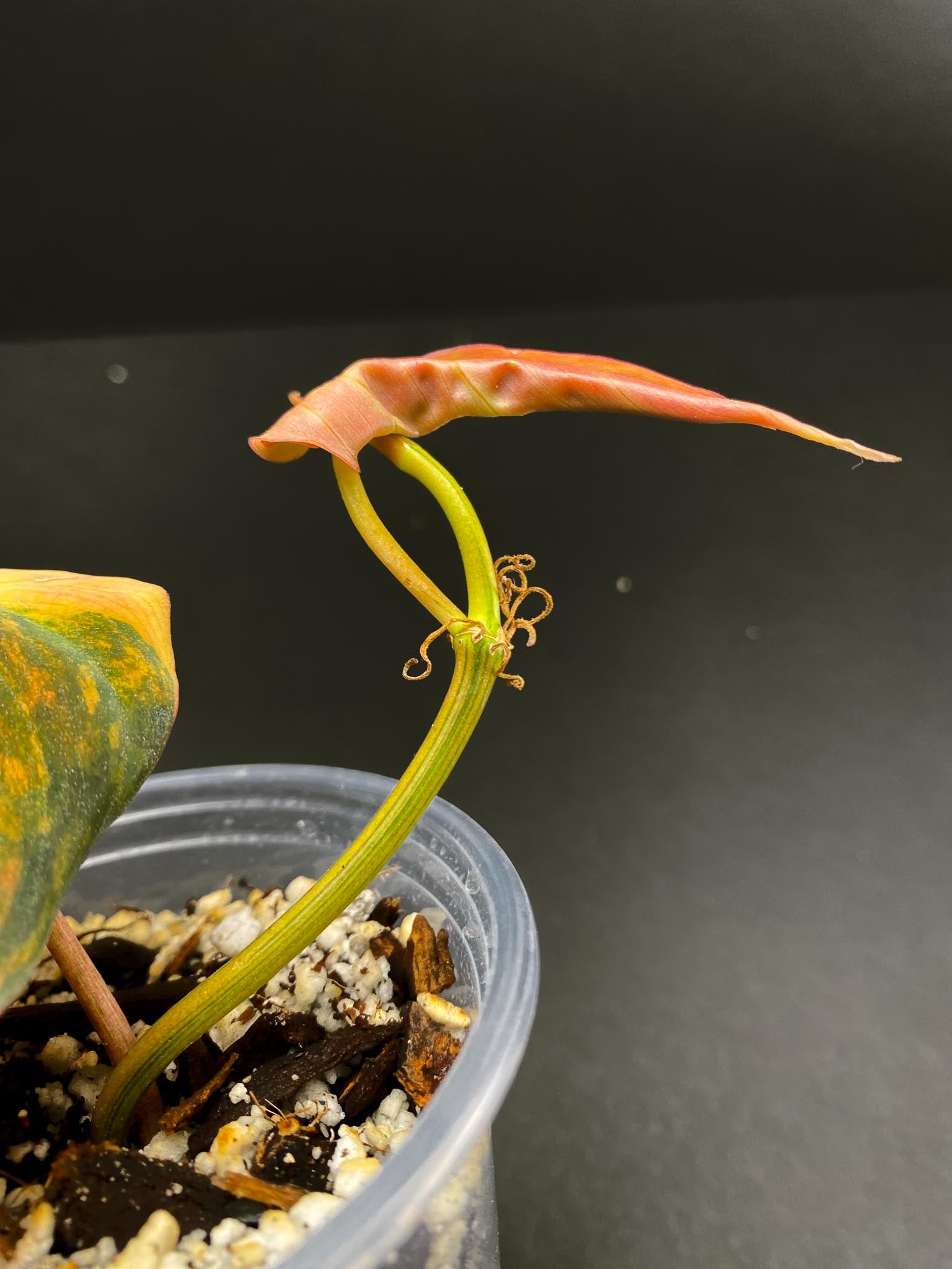 Philodendron Micans Variegated 2 Leaves 3 Nodes 1 Sprout