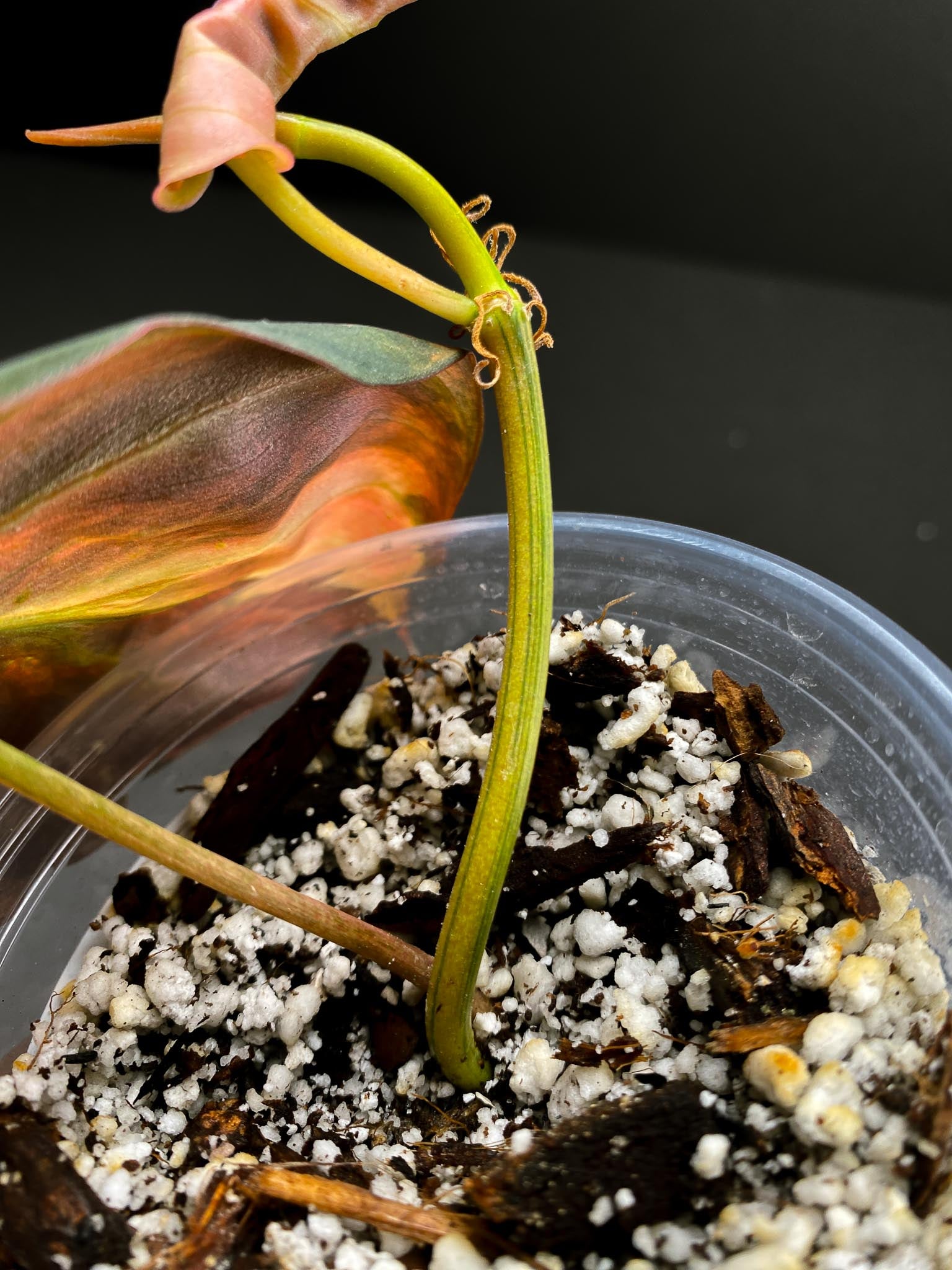 Philodendron Micans Variegated 2 Leaves 3 Nodes 1 Sprout