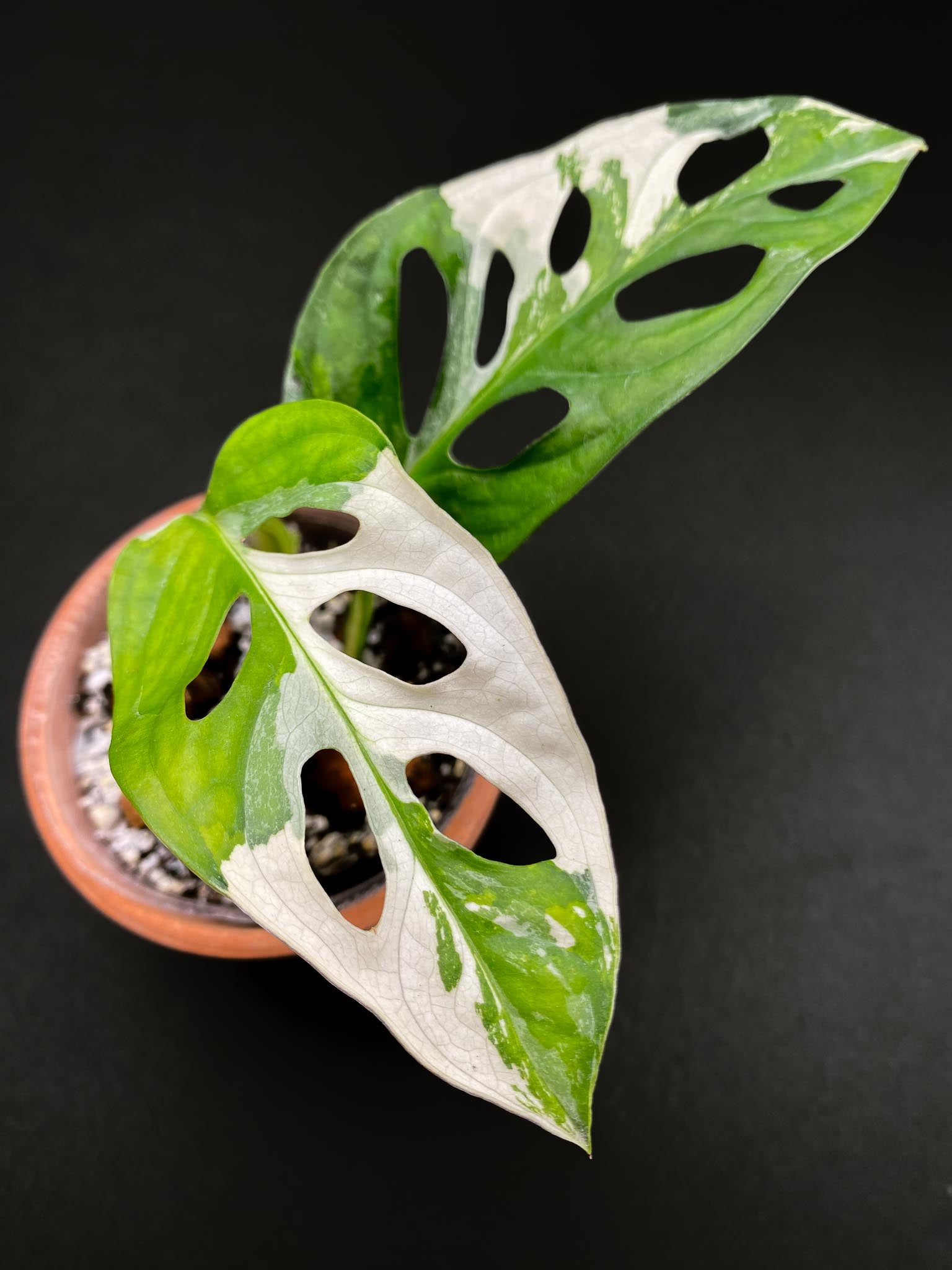 Monstera Adansonii Albo Tricolor 2 Leaves 4 Nodes 1 Sprout Highly Variegated Rooted