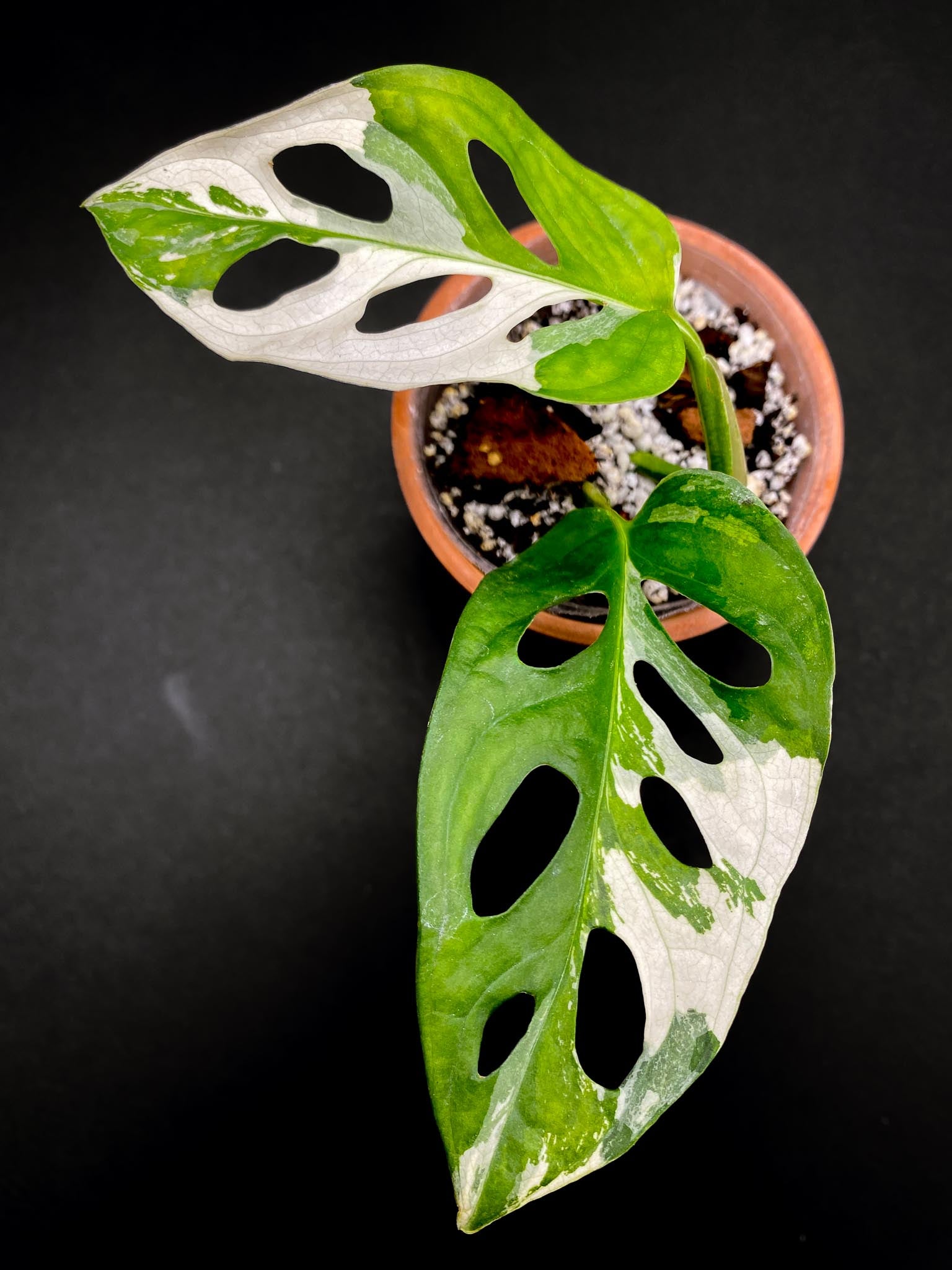 Monstera Adansonii Albo Tricolor 2 Leaves 4 Nodes 1 Sprout Highly Variegated Rooted