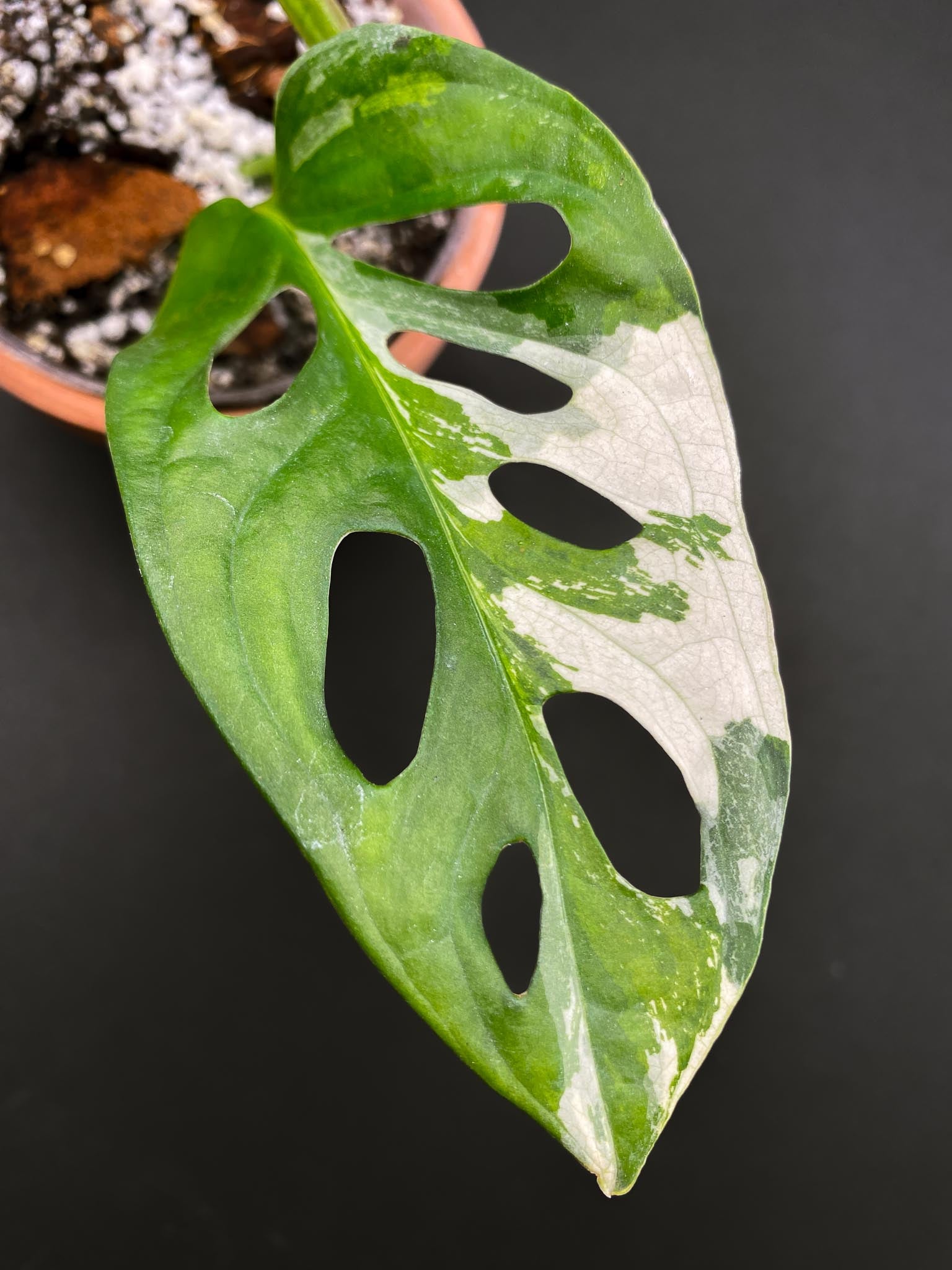 Monstera Adansonii Albo Tricolor 2 Leaves 4 Nodes 1 Sprout Highly Variegated Rooted
