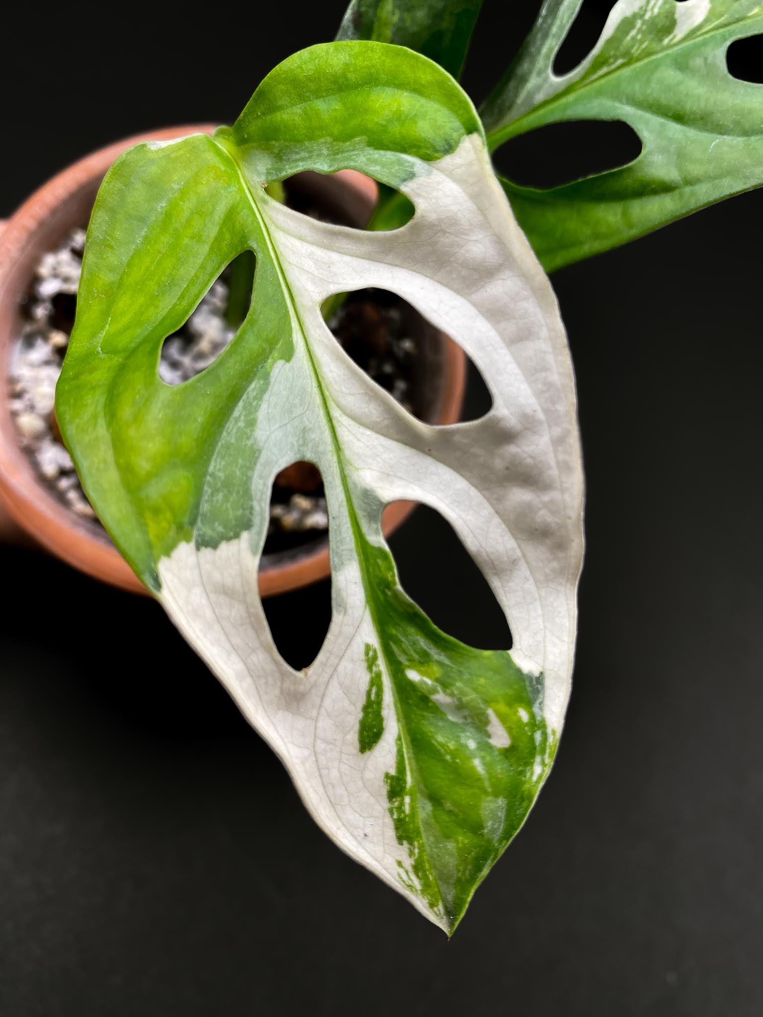 Monstera Adansonii Albo Tricolor 2 Leaves 4 Nodes 1 Sprout Highly Variegated Rooted