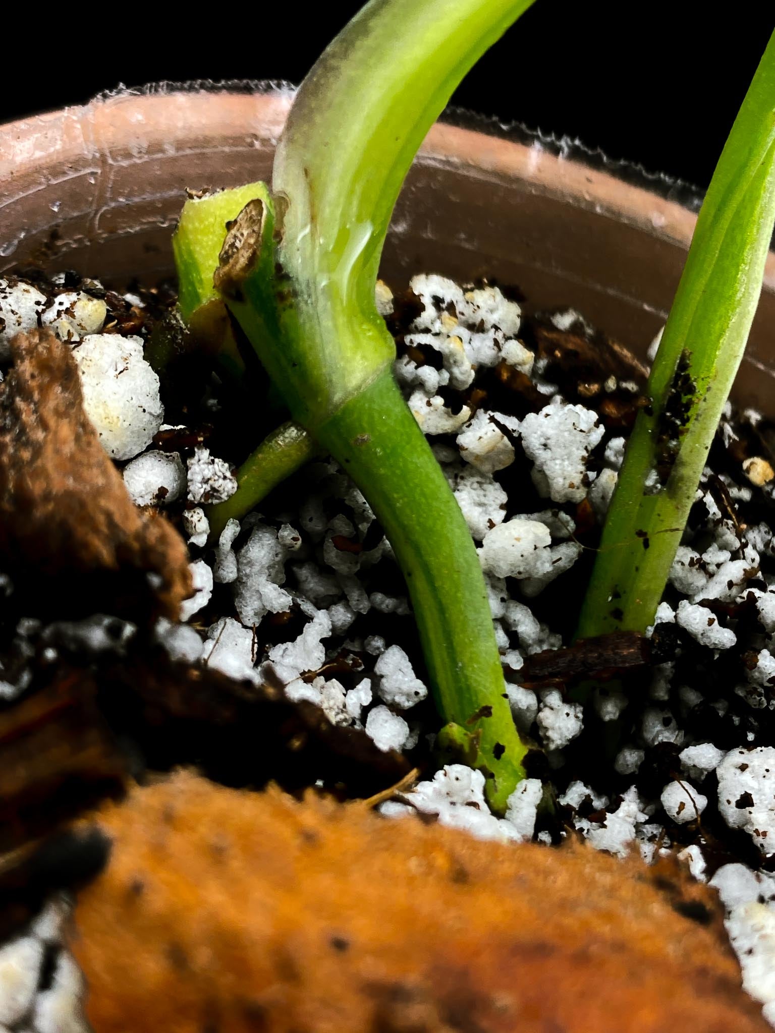 Monstera Adansonii Albo Tricolor 2 Leaves 4 Nodes 1 Sprout Highly Variegated Rooted