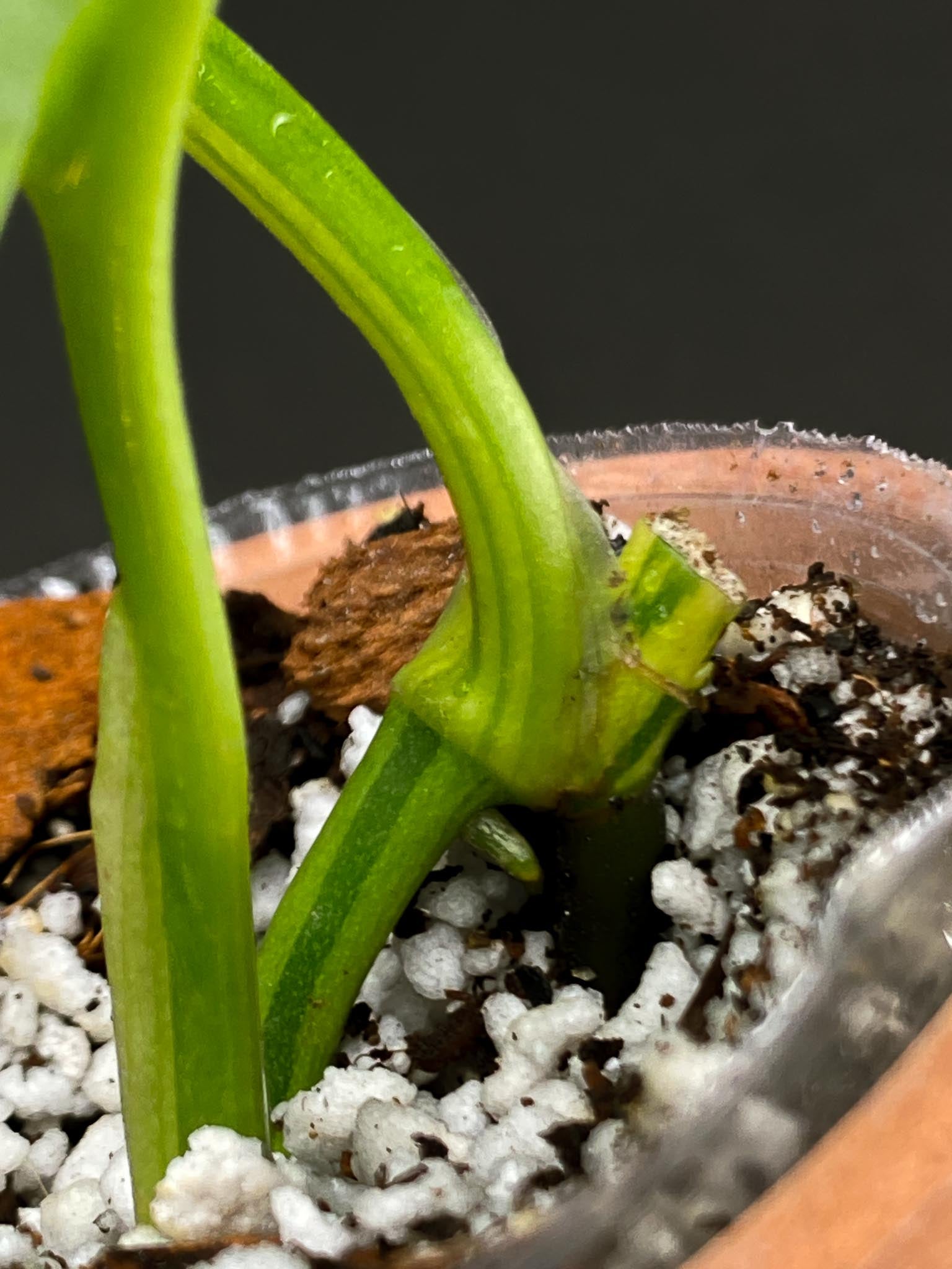 Monstera Adansonii Albo Tricolor 2 Leaves 4 Nodes 1 Sprout Highly Variegated Rooted