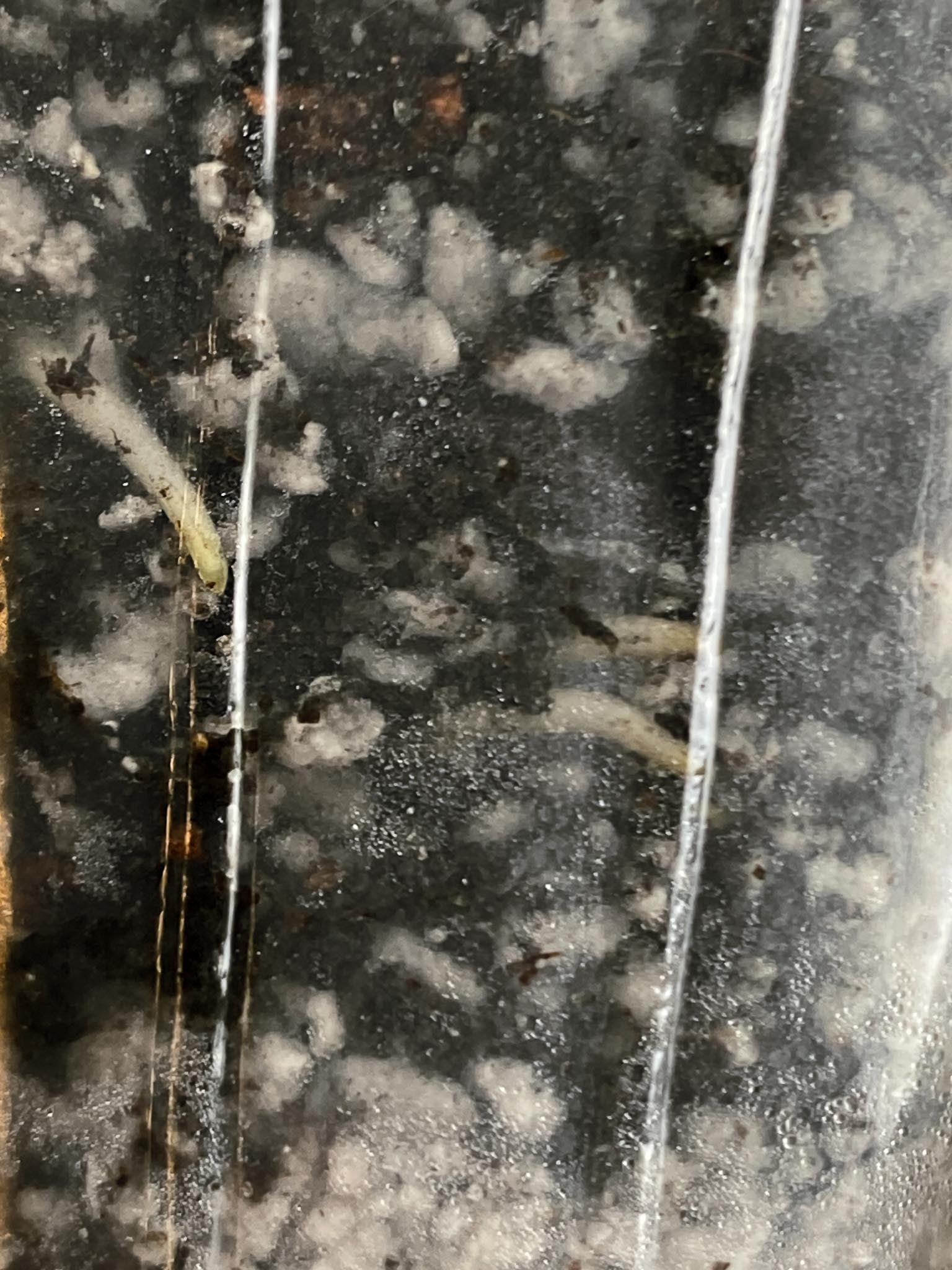 Monstera Adansonii Albo Tricolor 2 Leaves 4 Nodes 1 Sprout Highly Variegated Rooted