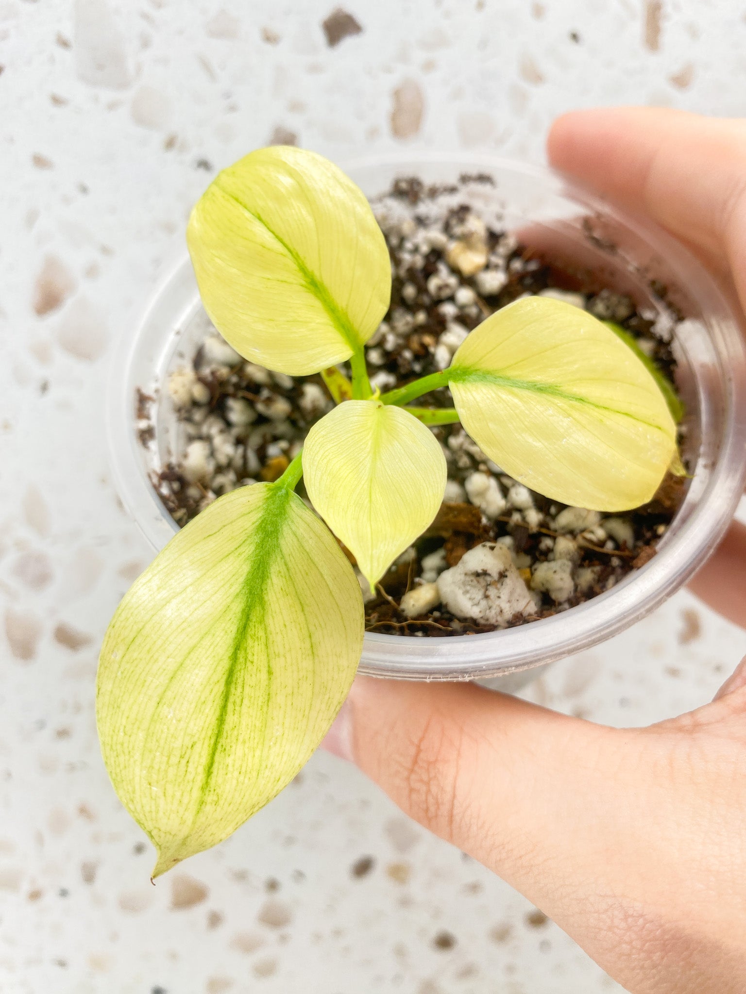 Homalomena Rubescens Mint
