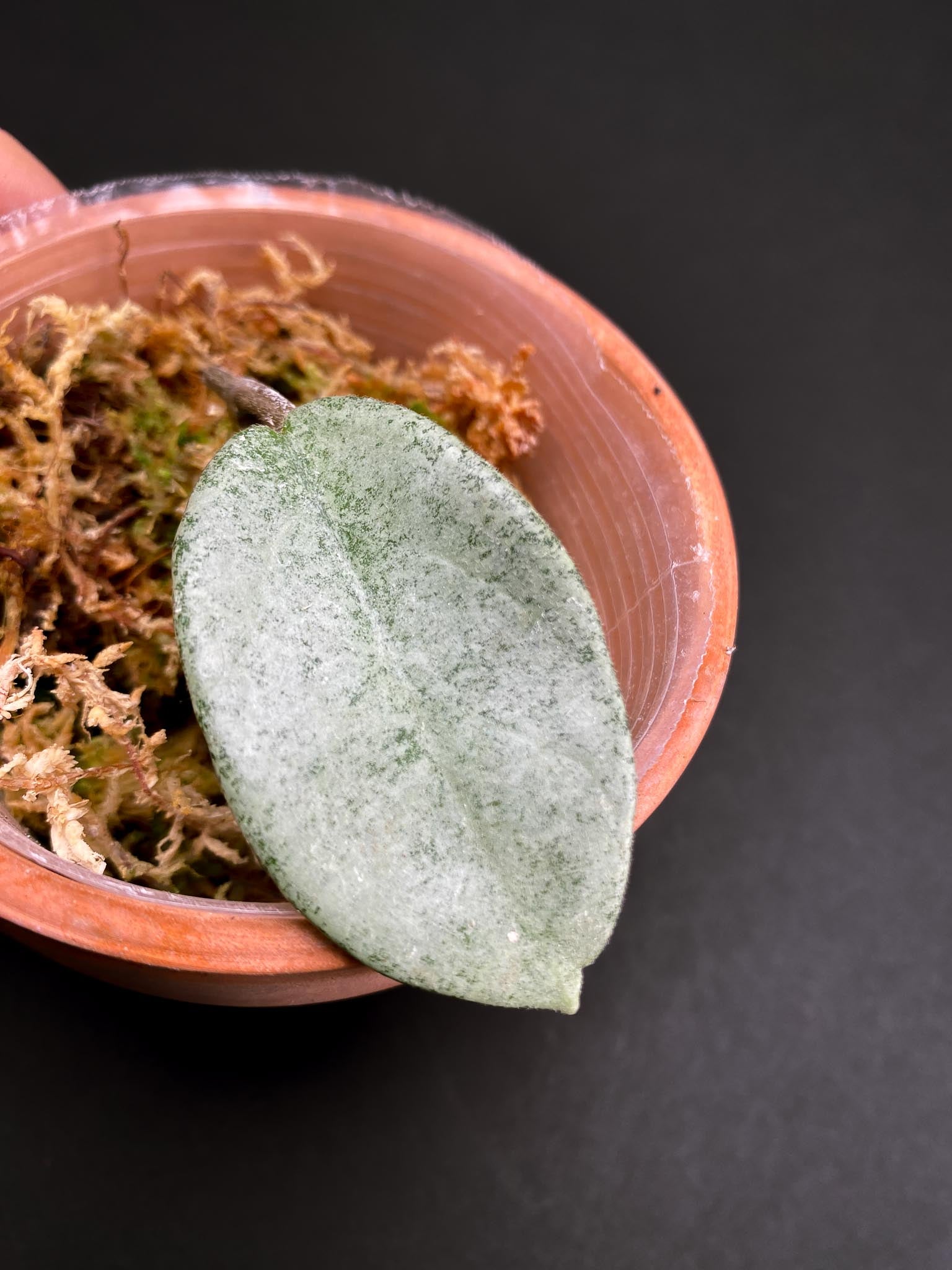 Hoya carnosa Nova Ghost 1 Leaf 1 Node Rooted
