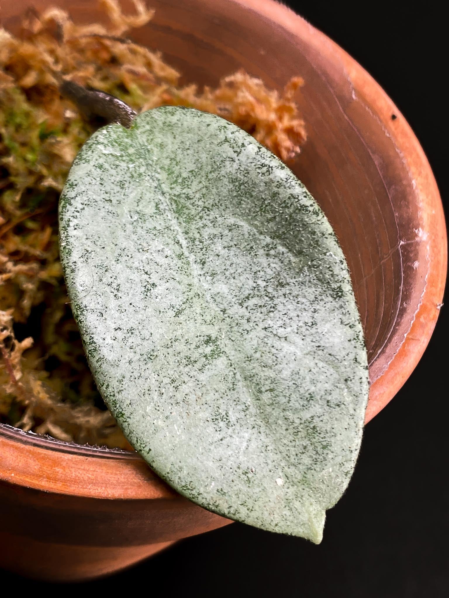 Hoya carnosa Nova Ghost 1 Leaf 1 Node Rooted