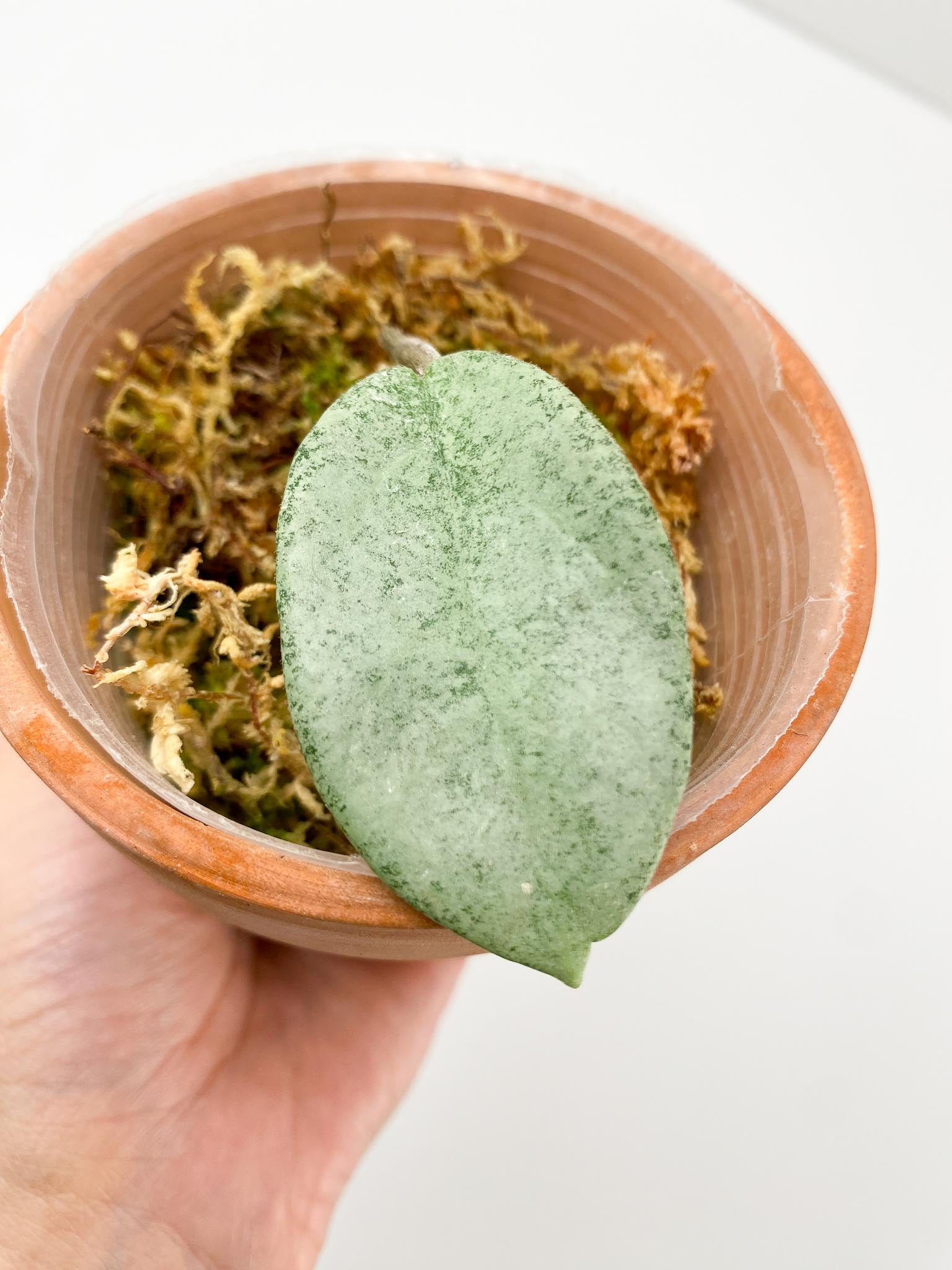 Hoya carnosa Nova Ghost 1 Leaf 1 Node Rooted