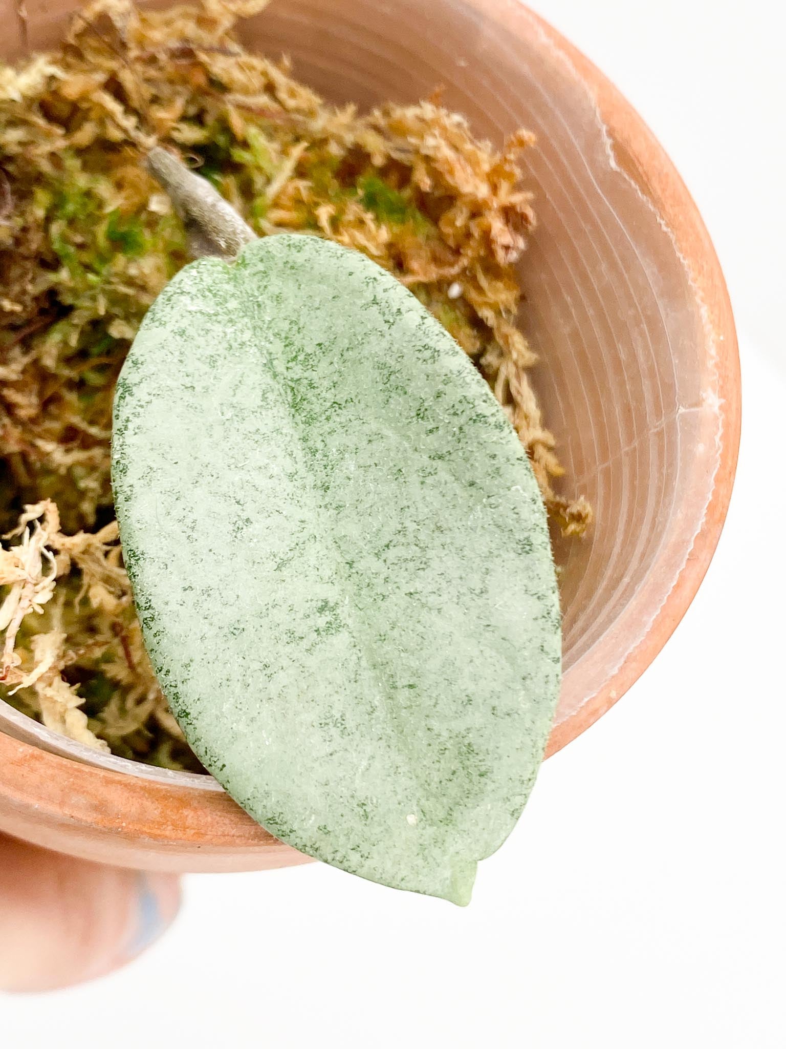 Hoya carnosa Nova Ghost 1 Leaf 1 Node Rooted
