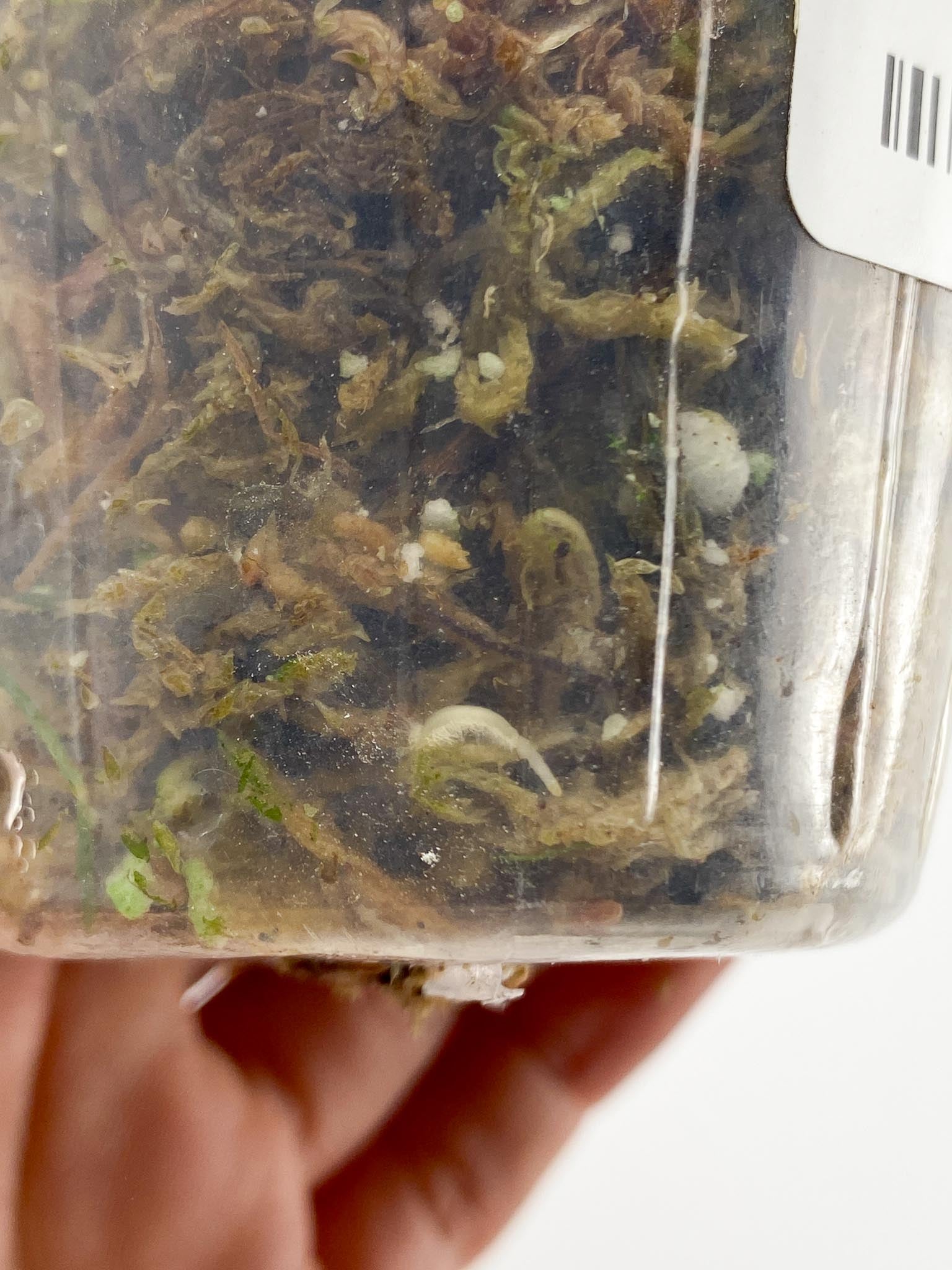Hoya carnosa Nova Ghost 1 Leaf 1 Node Rooted