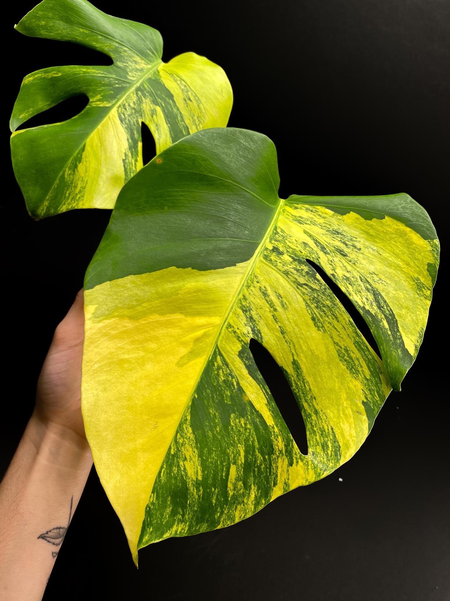 Monstera Aurea Tricolor Variegated 2 Leaves 2 Nodes Rooted