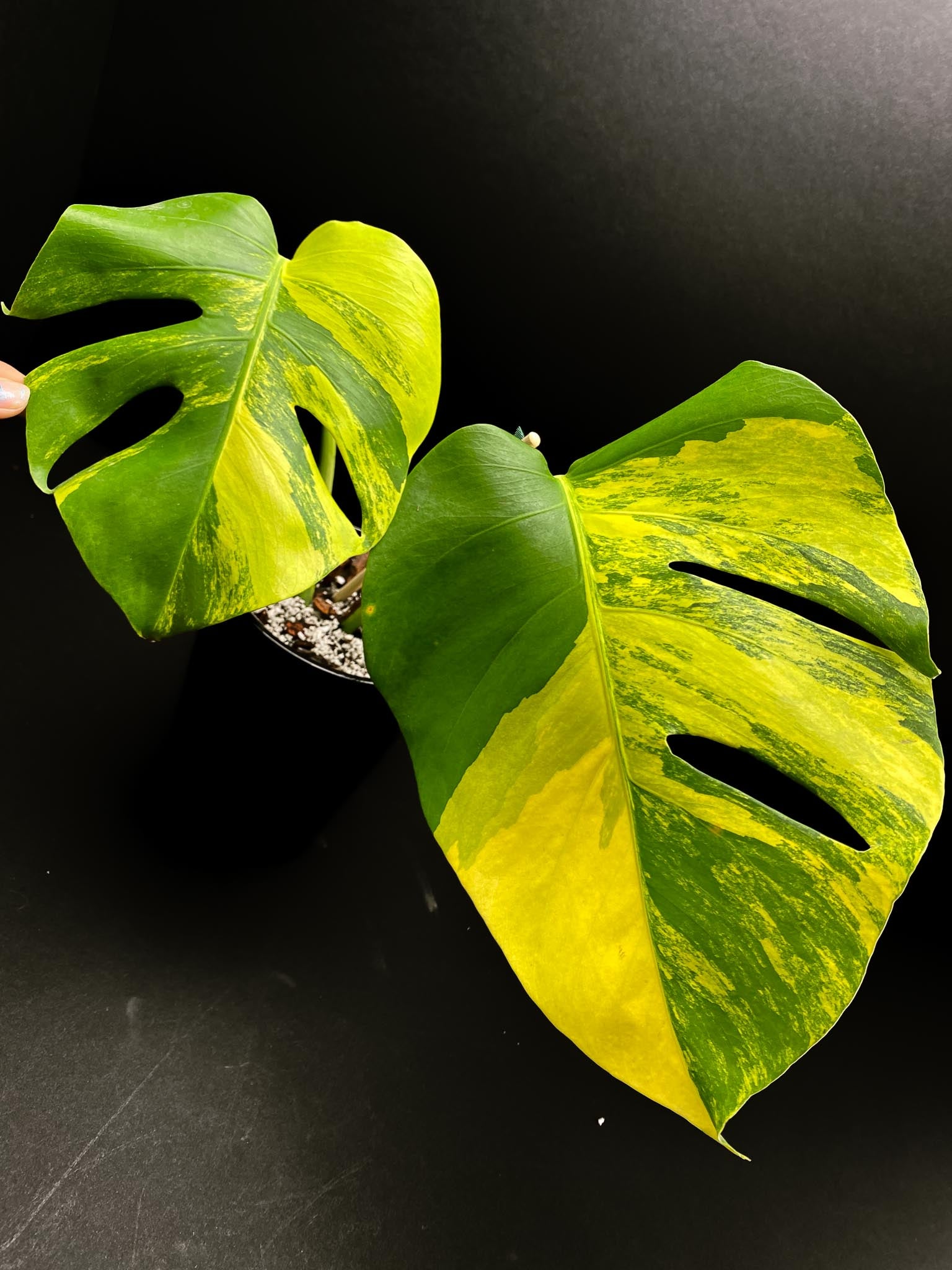 Monstera Aurea Tricolor Variegated 2 Leaves 2 Nodes Rooted