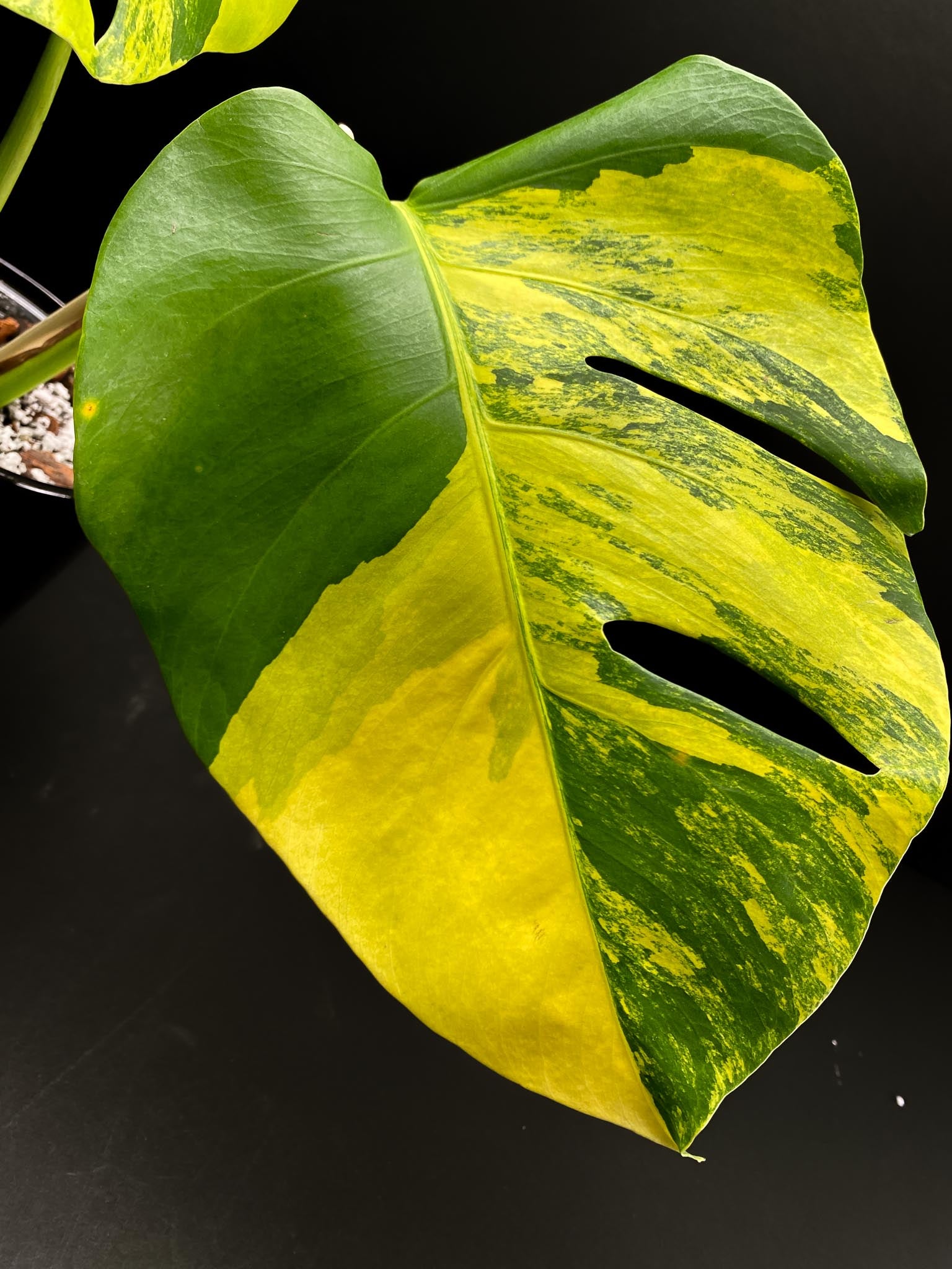Monstera Aurea Tricolor Variegated 2 Leaves 2 Nodes Rooted