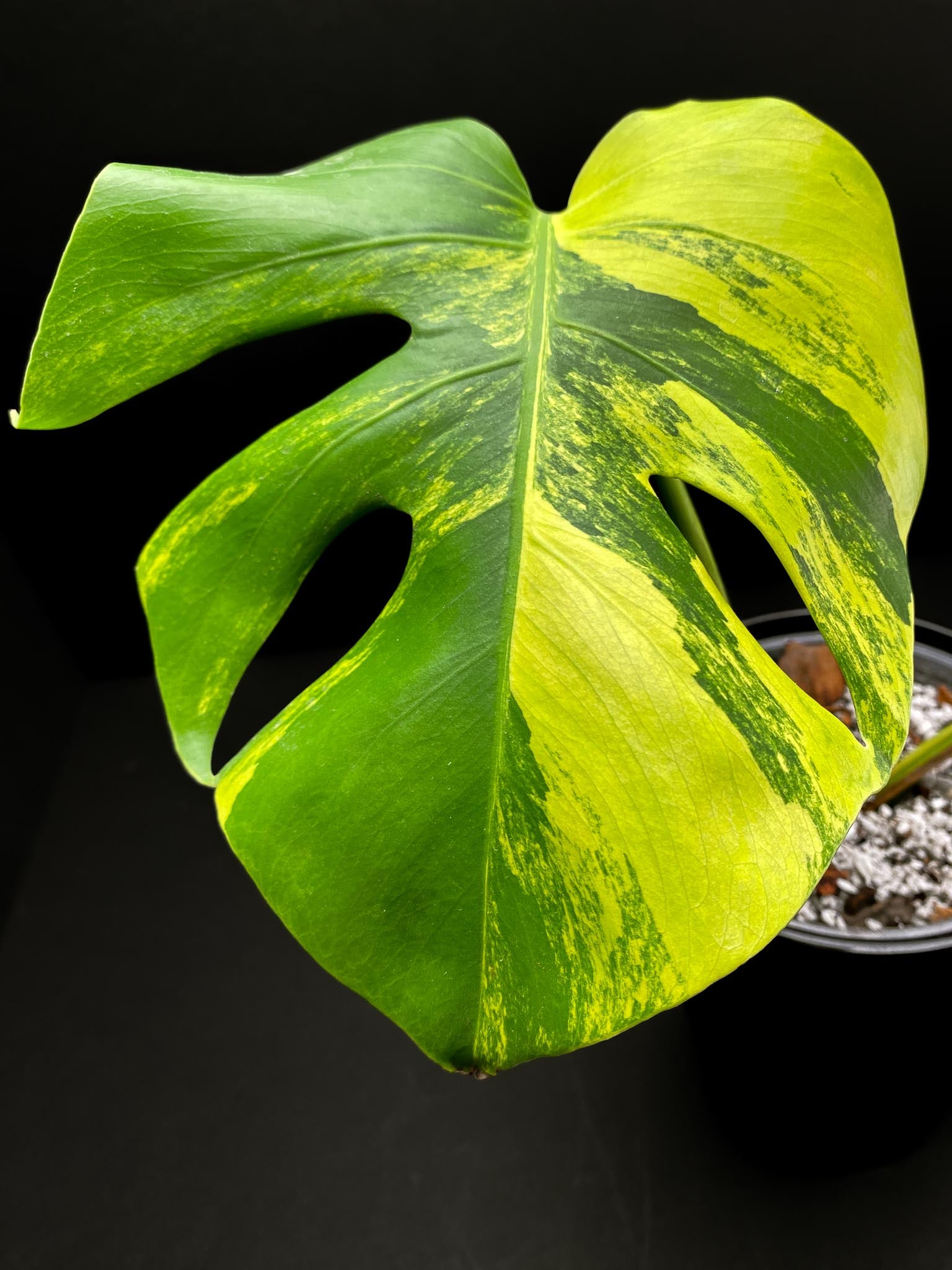 Monstera Aurea Tricolor Variegated 2 Leaves 2 Nodes Rooted