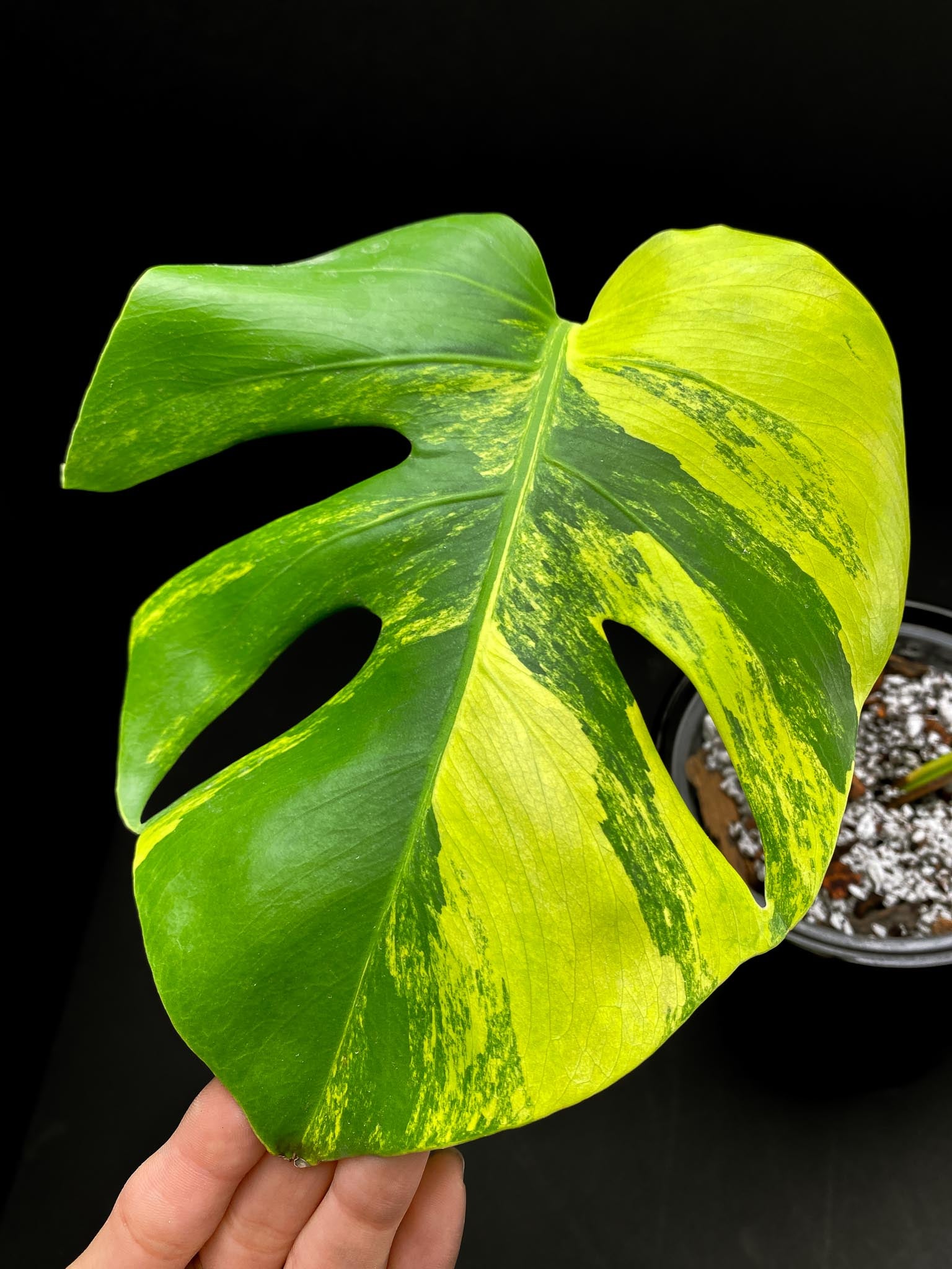 Monstera Aurea Tricolor Variegated 2 Leaves 2 Nodes Rooted