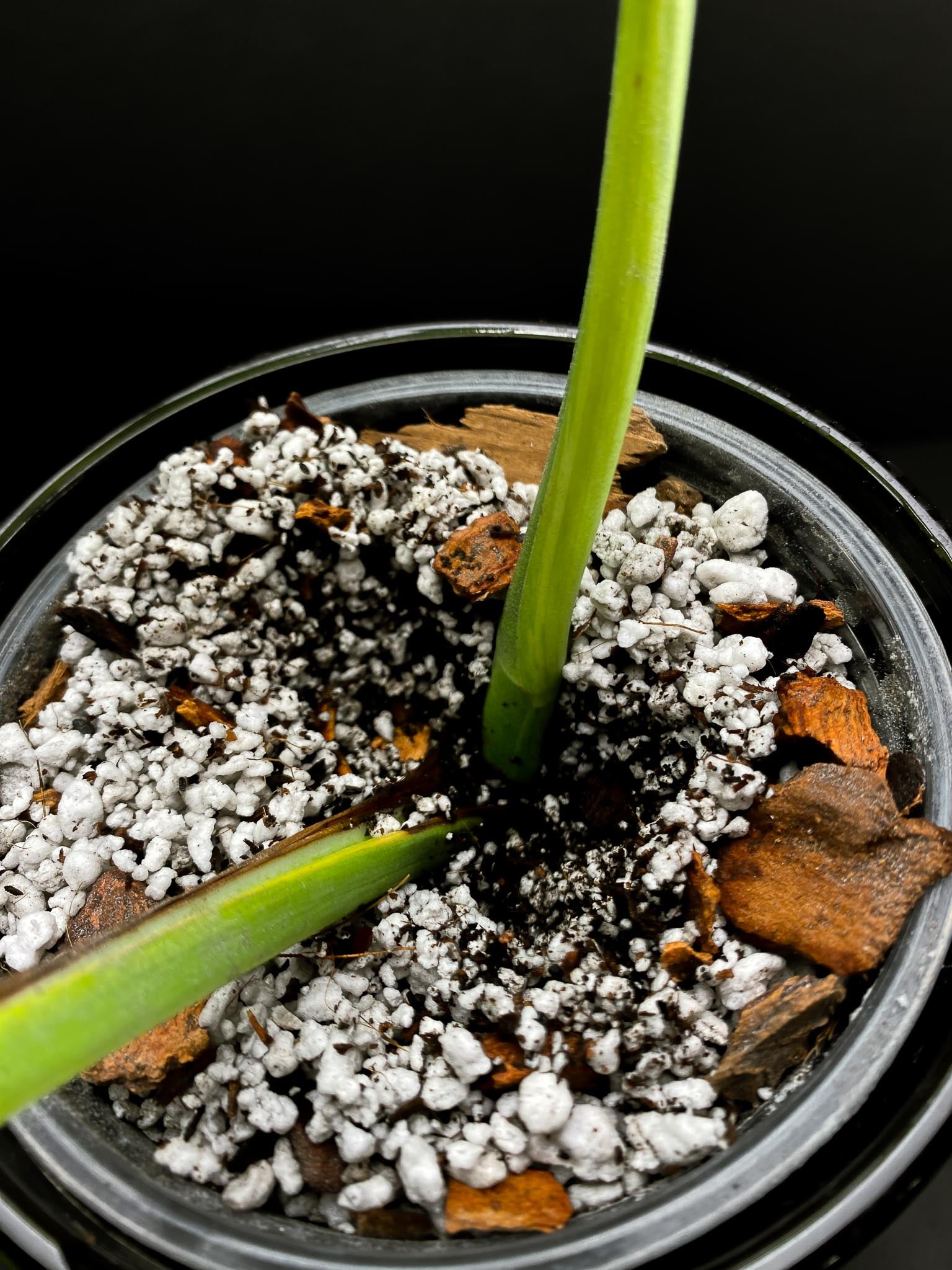 Monstera Aurea Tricolor Variegated 2 Leaves 2 Nodes Rooted