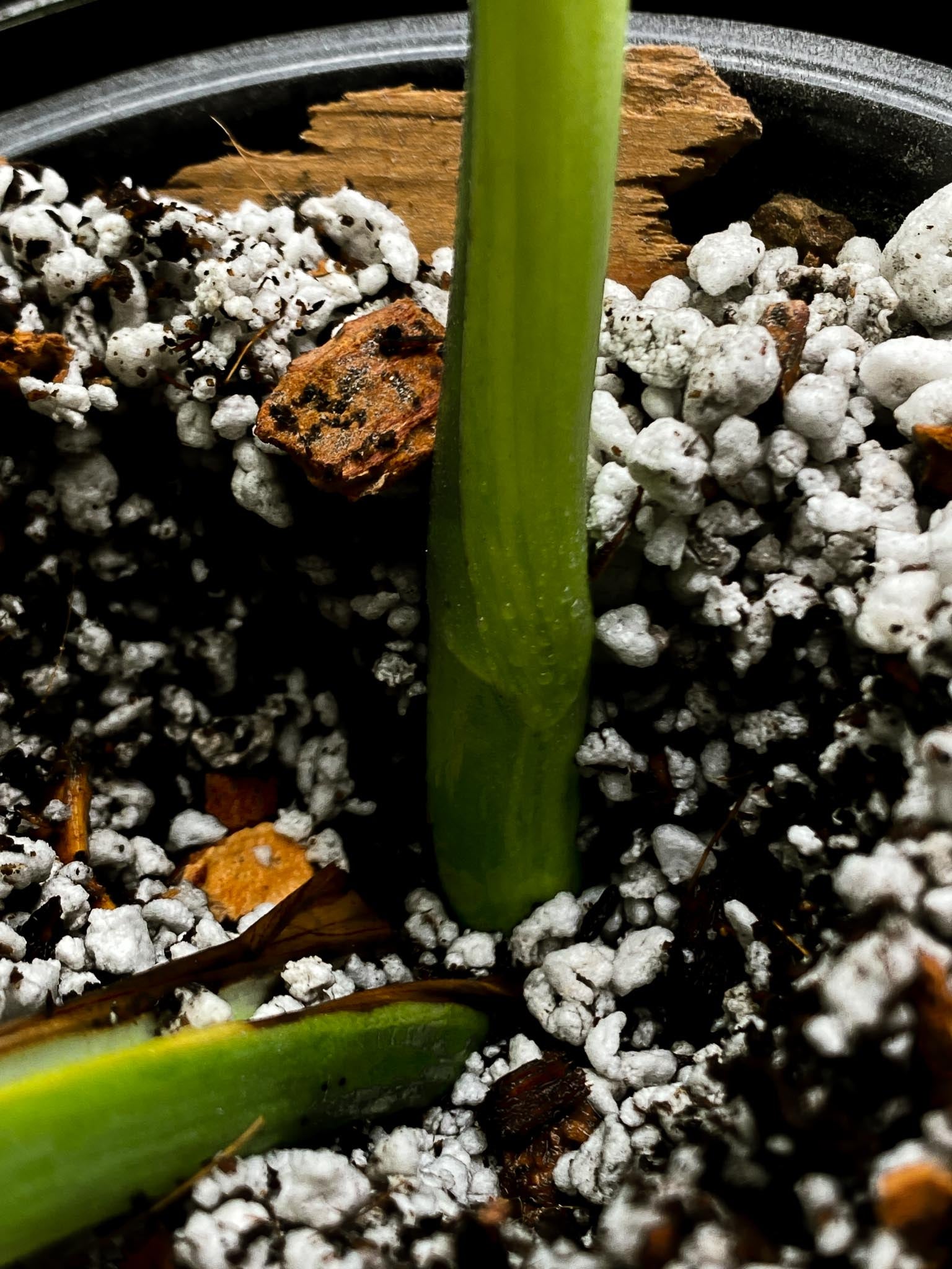 Monstera Aurea Tricolor Variegated 2 Leaves 2 Nodes Rooted